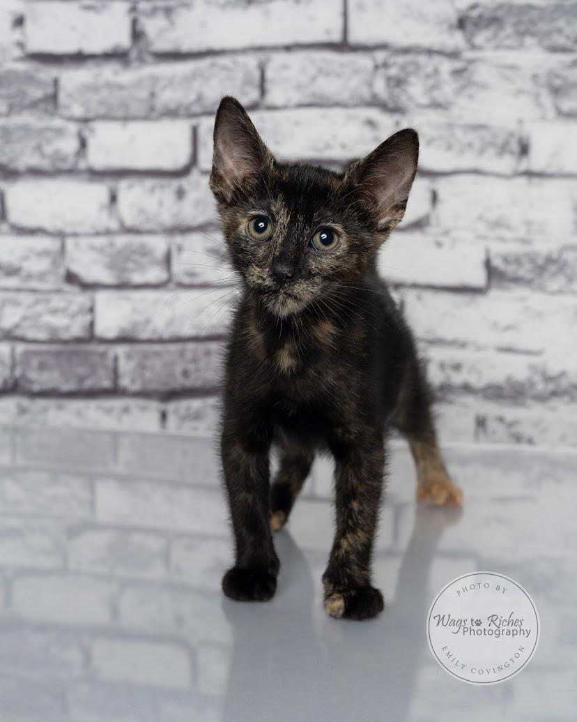 Annie - Adopted, an adopted mixed breed in Knoxville, TN image 1/5