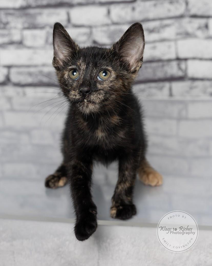 Annie - Adopted, an adopted mixed breed in Knoxville, TN image 4/5