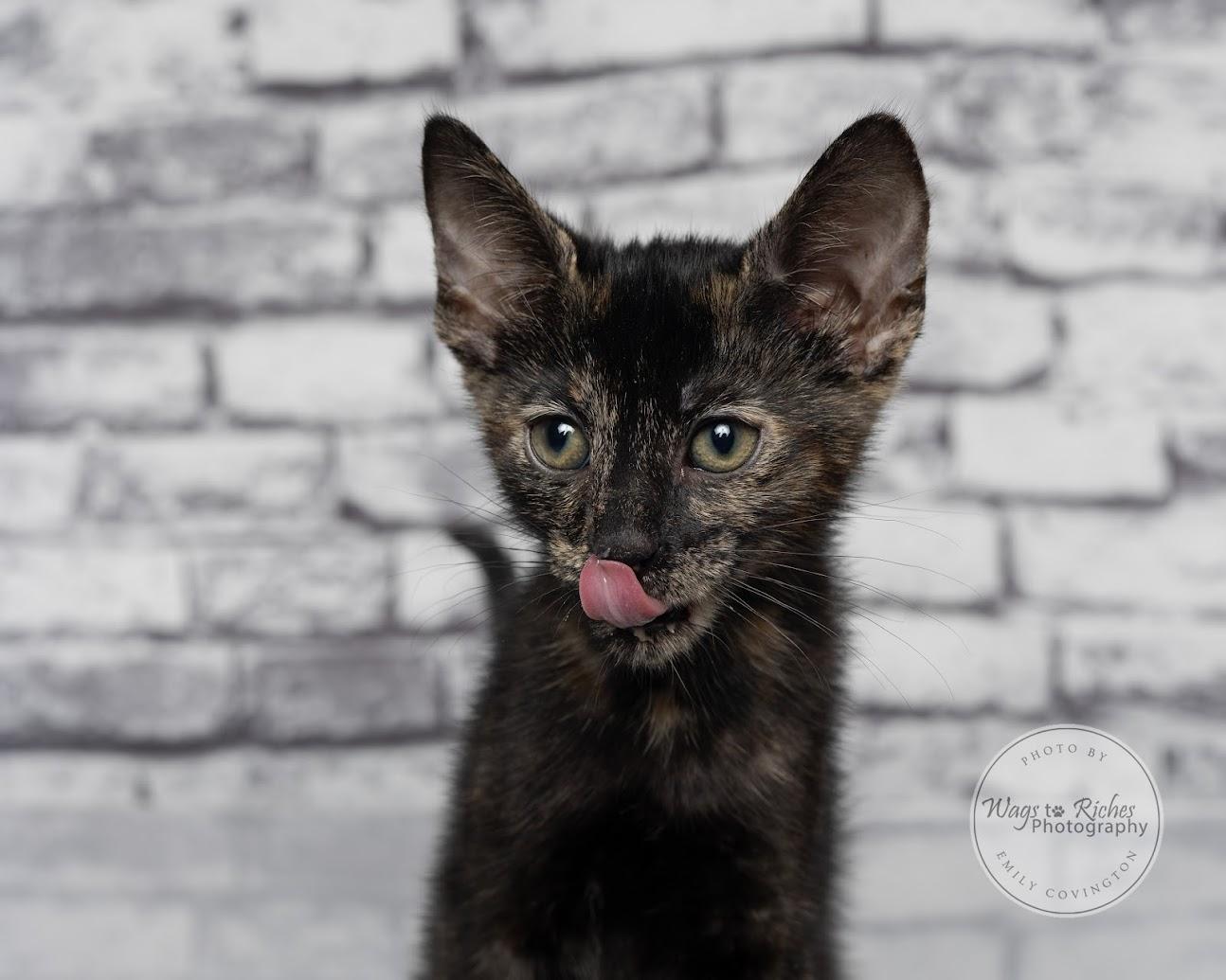 Annie - Adopted, an adopted mixed breed in Knoxville, TN image 5/5