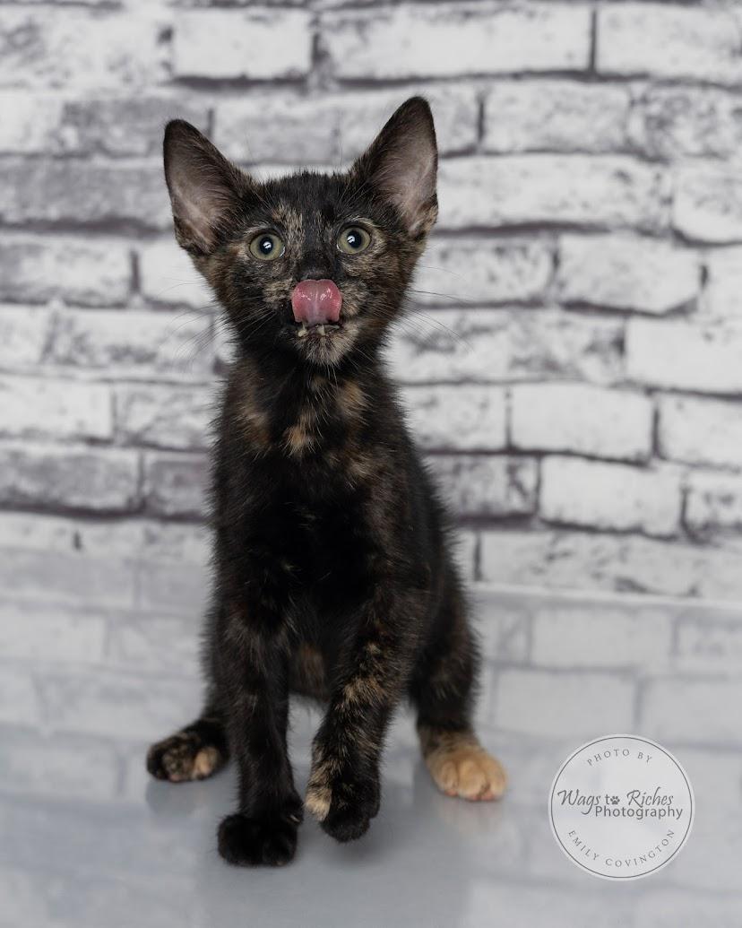 Annie - Adopted, an adopted mixed breed in Knoxville, TN image 3/5