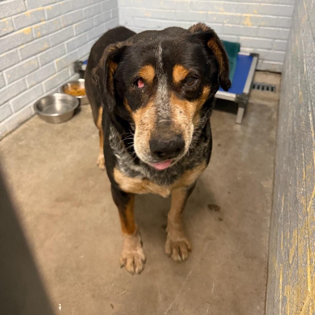 Catan L-7-26, Adoptable, Adult Male Hound.