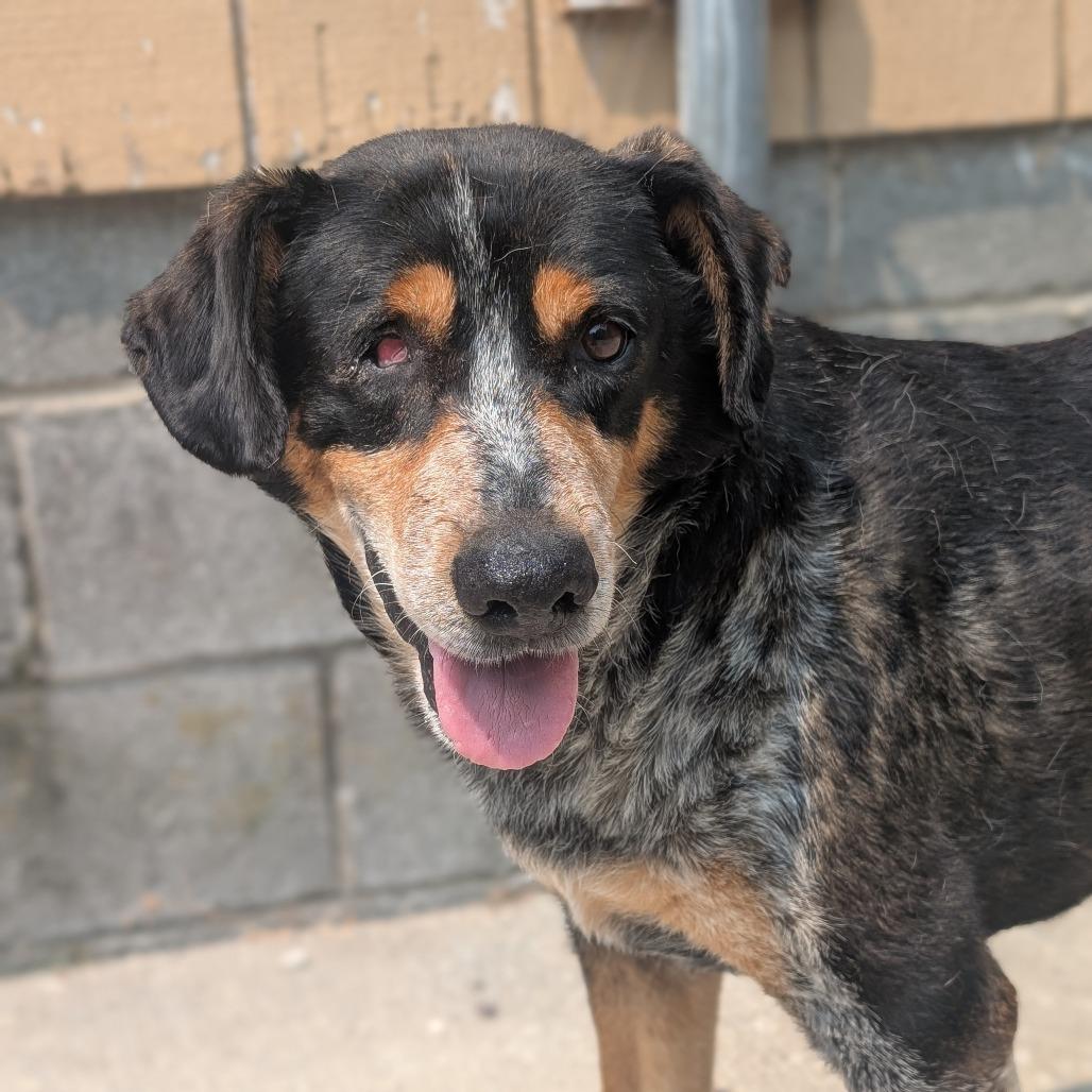 Enlarge Catan L-7-26, a Adoptable Hound in Watertown, NY image 3/6