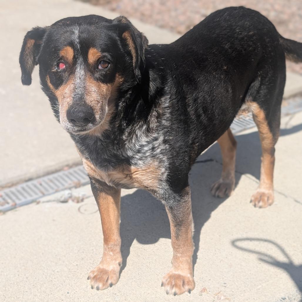 Enlarge Catan L-7-26, a Adoptable Hound in Watertown, NY image 4/6