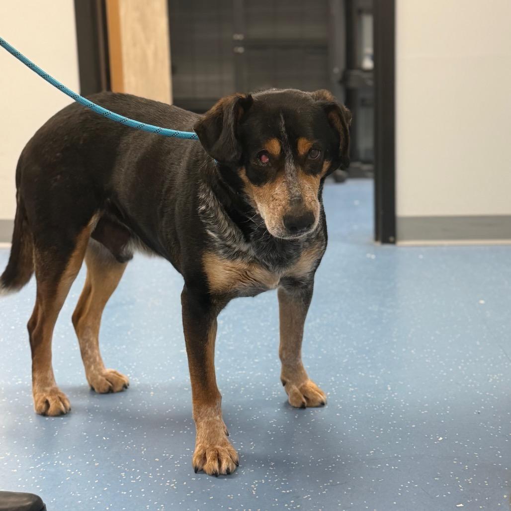 Enlarge Catan L-7-26, a Adoptable Hound in Watertown, NY image 6/6