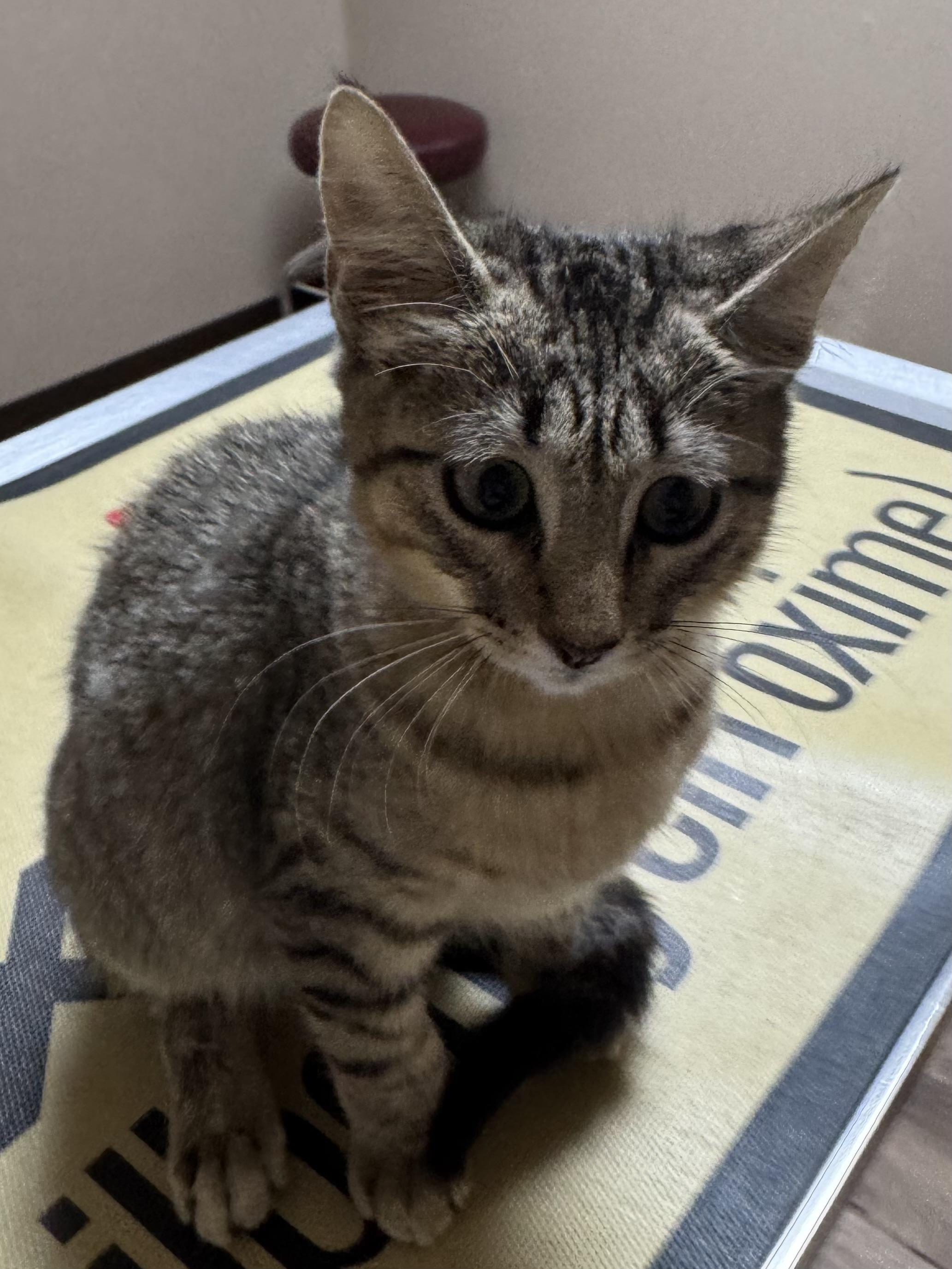 Timber, adopted, Kitten Female Domestic Short Hair.