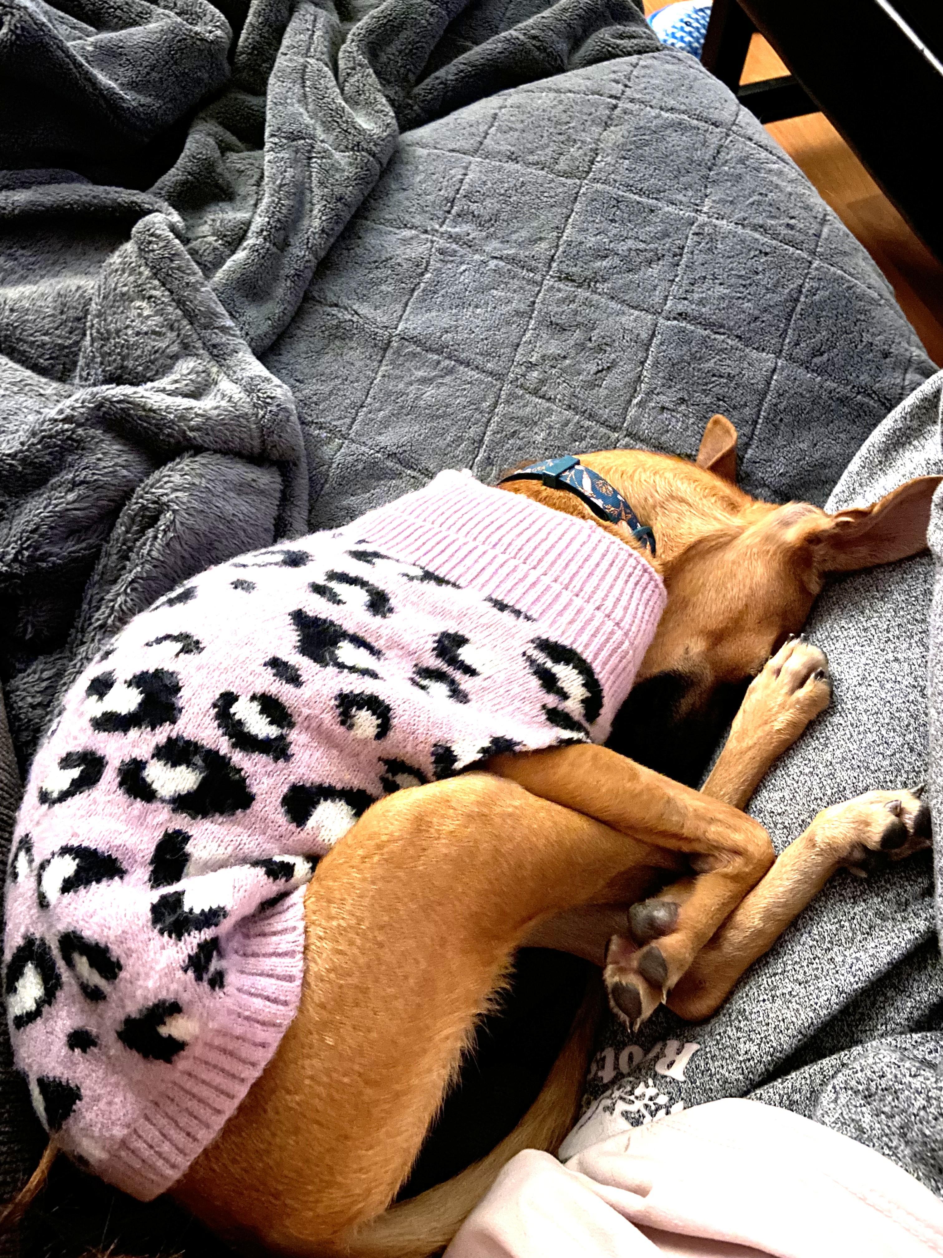 Zafiro, a Adoptable mixed breed in Calgary, AB image 5/6