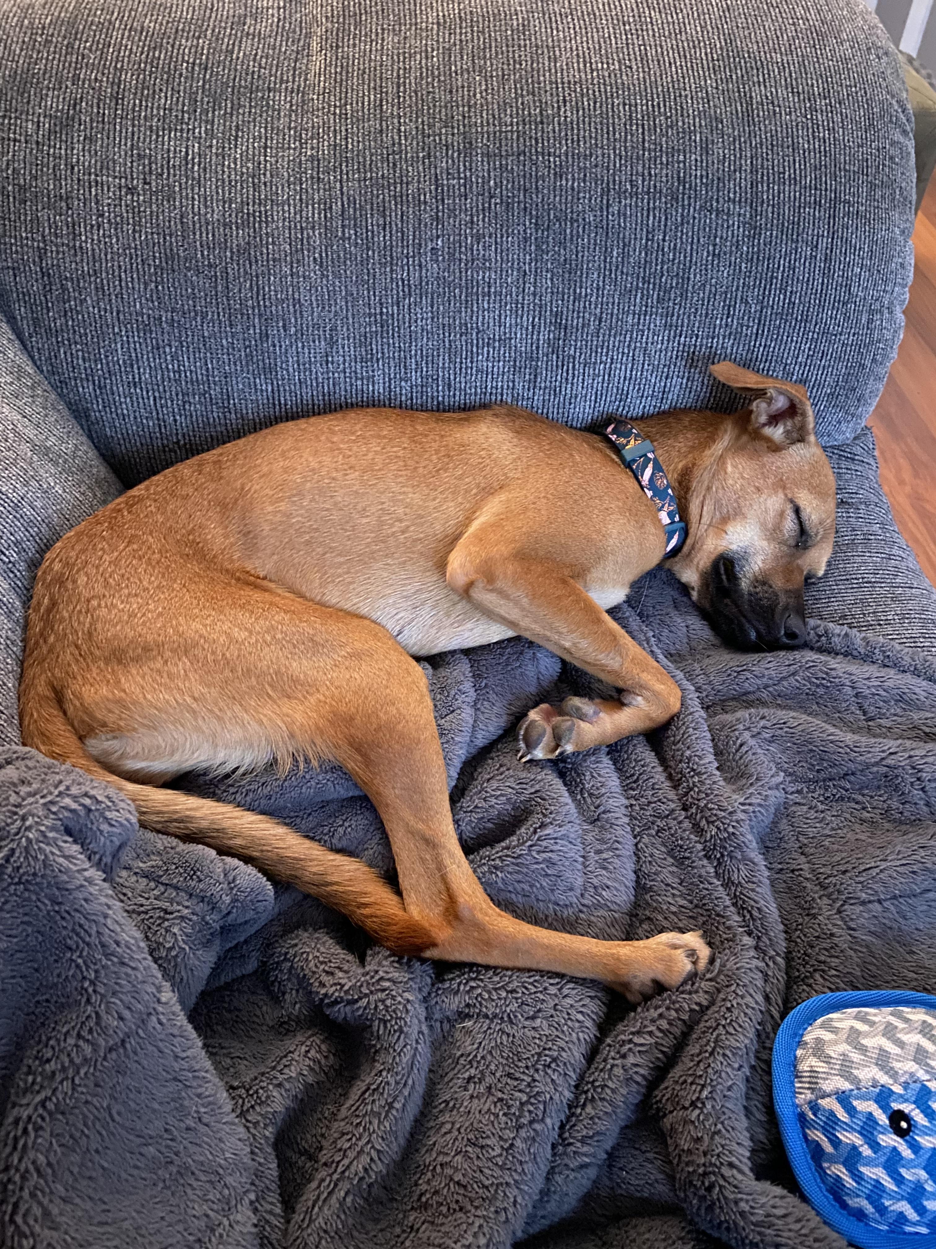 Zafiro, a Adoptable mixed breed in Calgary, AB image 2/6