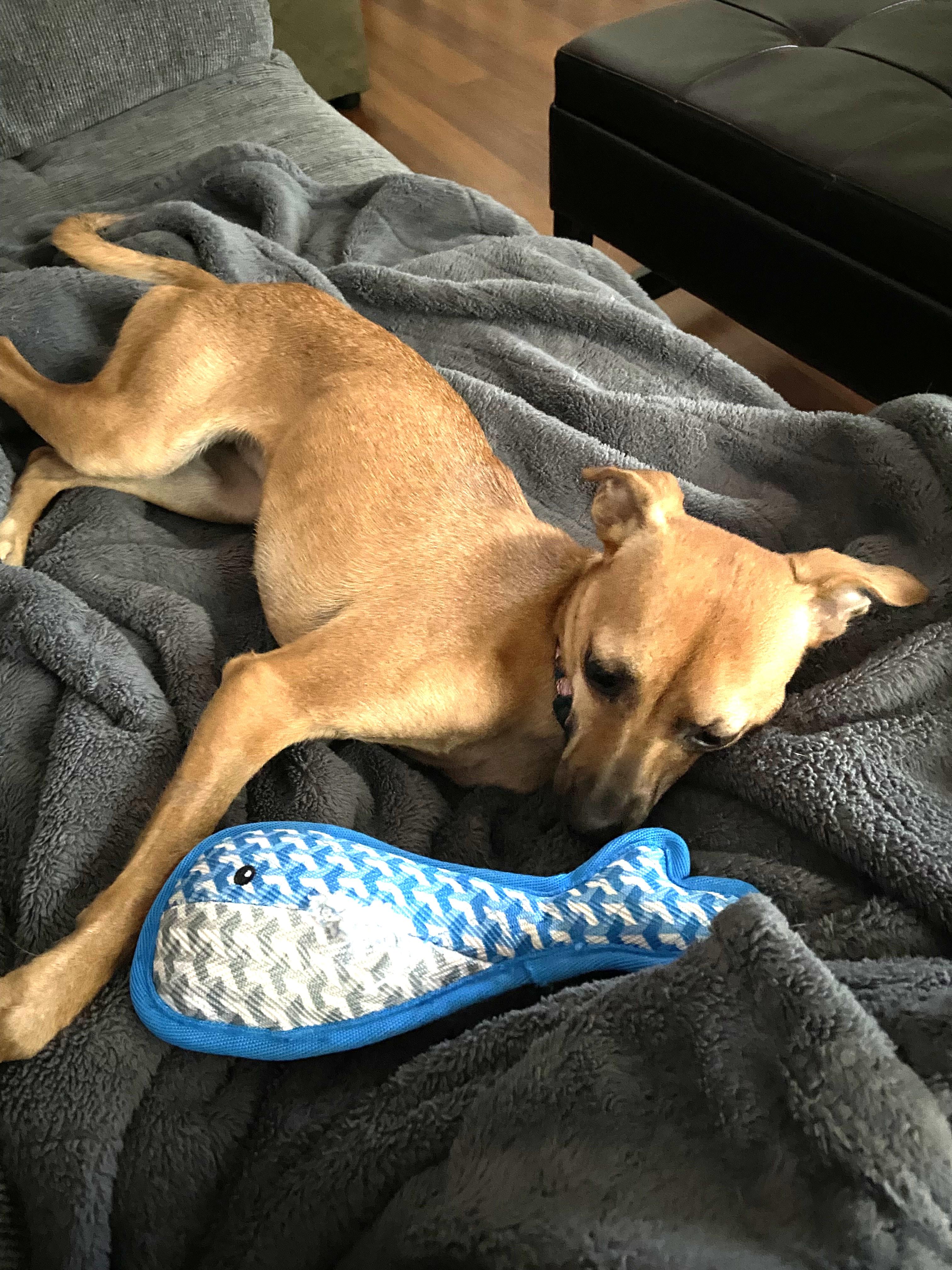 Zafiro, a Adoptable mixed breed in Calgary, AB image 1/6