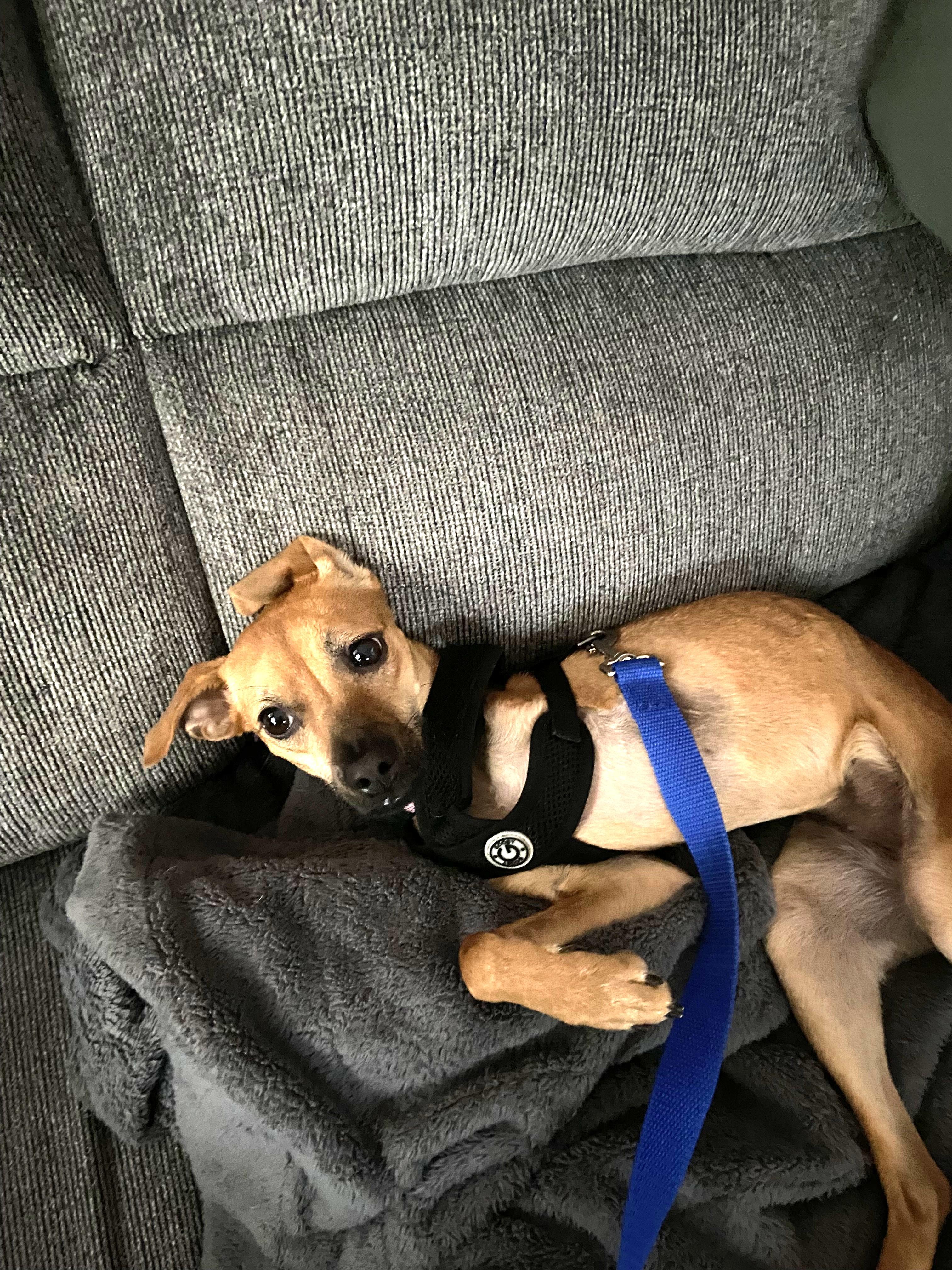 Zafiro, a Adoptable mixed breed in Calgary, AB image 6/6