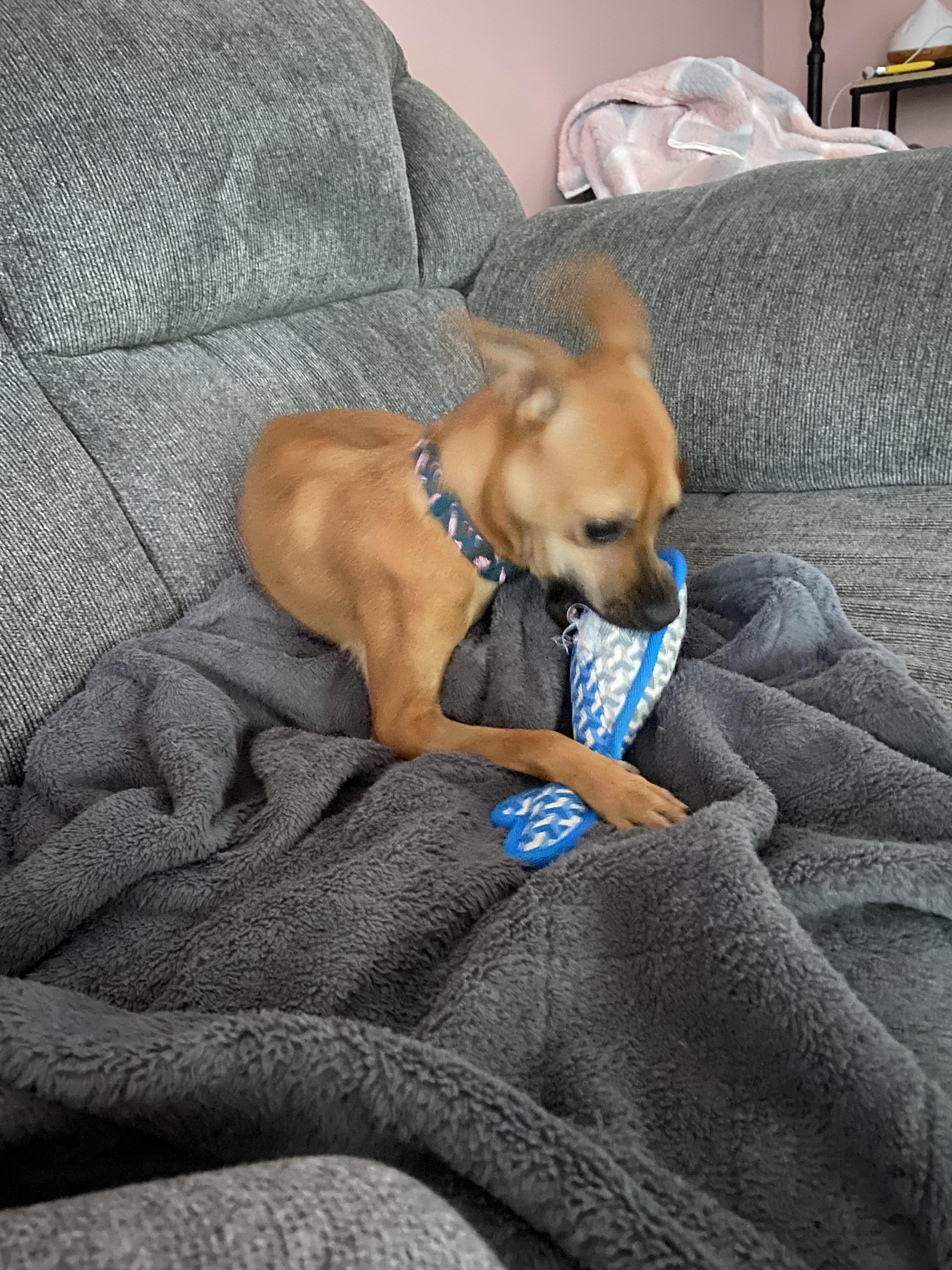 Zafiro, a Adoptable mixed breed in Calgary, AB image 3/6