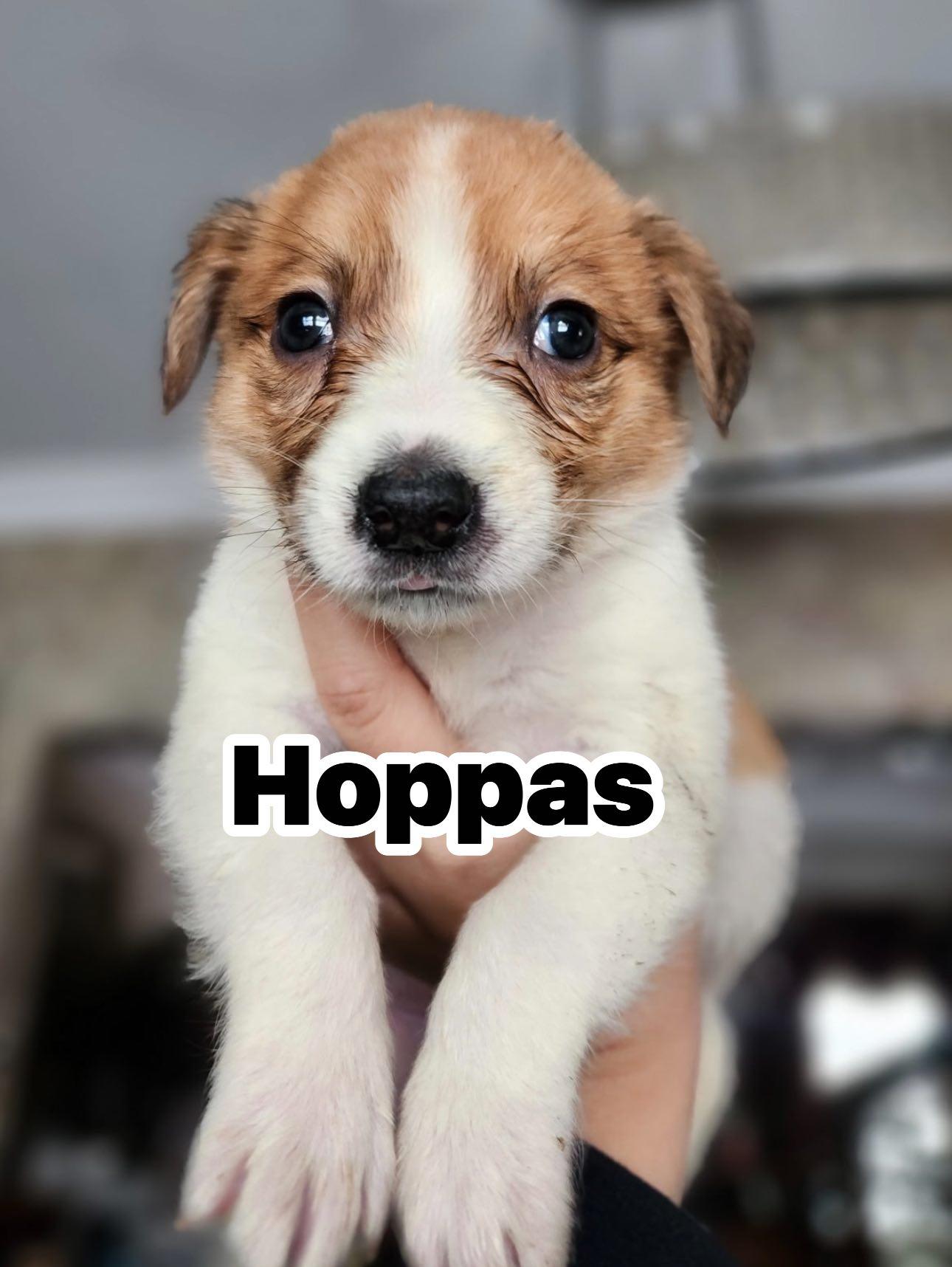 Enlarge Hoppas, a ADOPTABLE mixed breed in Macomb, MI image 1/1