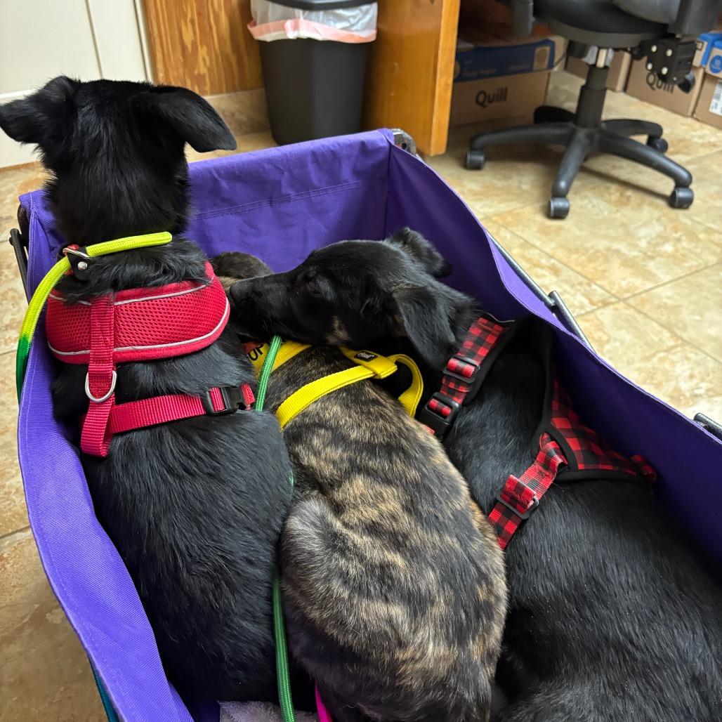 Autumn, Adoptable, Young Female Shepherd & Mixed Breed.