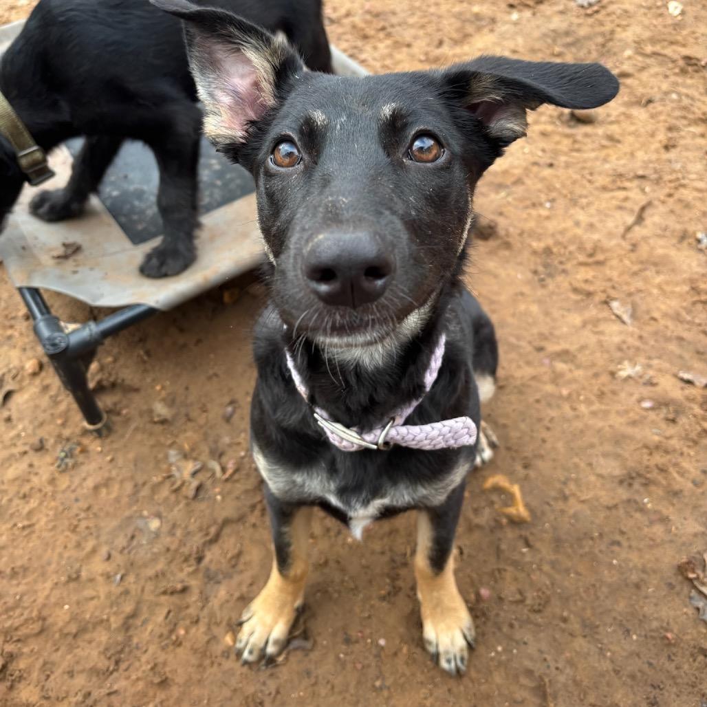 Enlarge Autumn, a Adoptable mixed breed in Cedar Creek, TX image 4/6