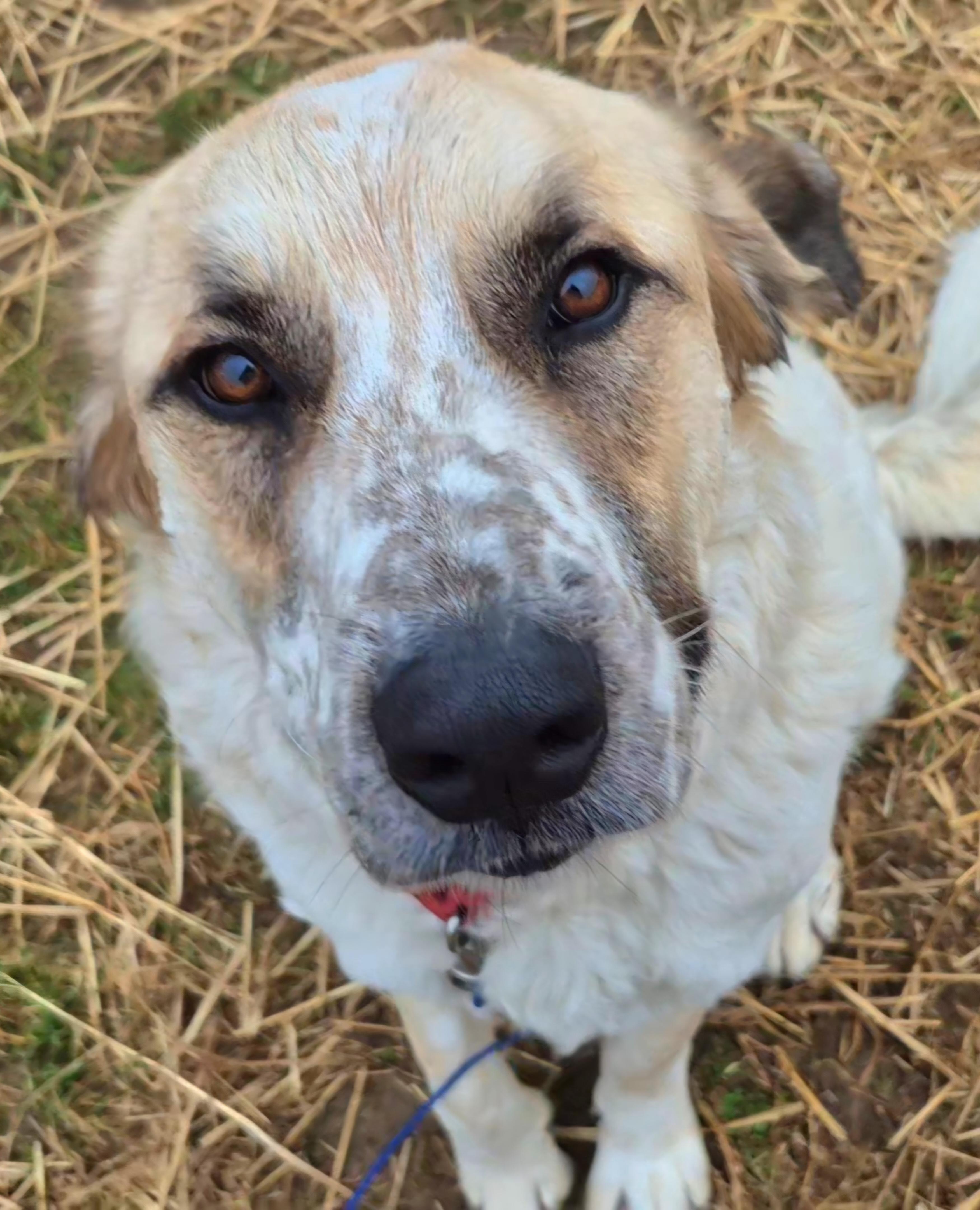 Enlarge Wilson, a Adoptable mixed breed in Campbellsville, KY image 1/6