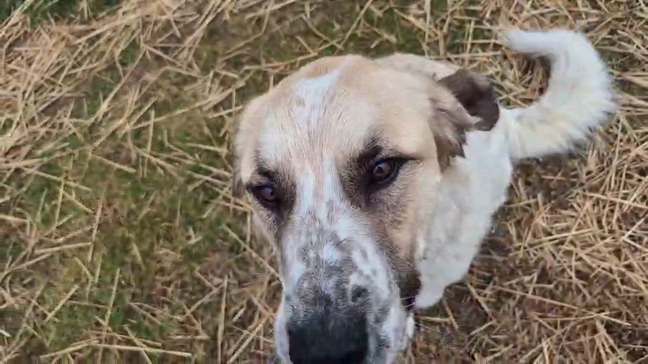 Enlarge Wilson, a Adoptable mixed breed in Campbellsville, KY video 3/6