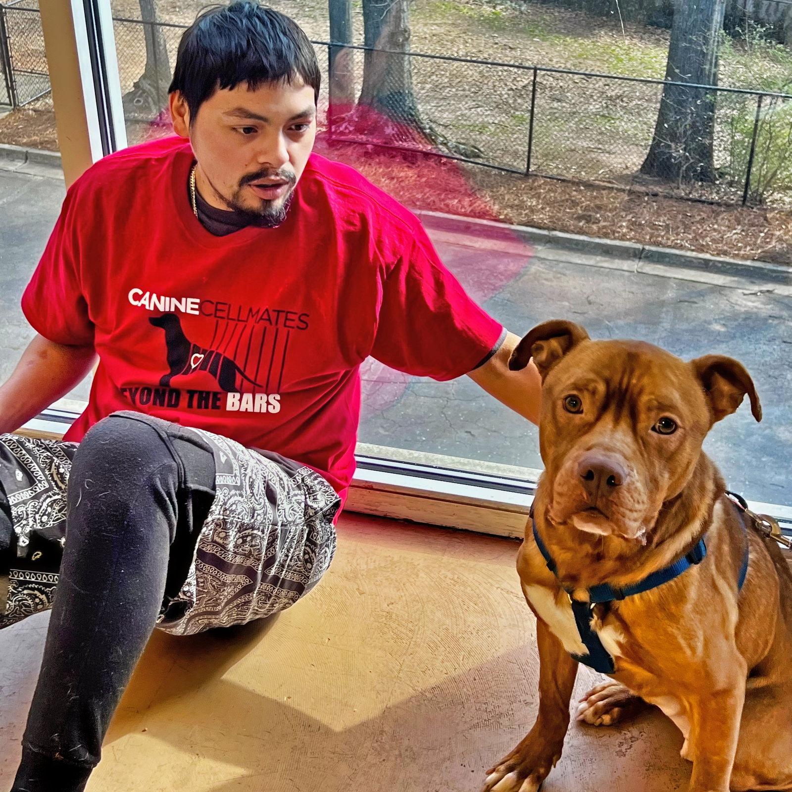 Yogi, Adoptable, Adult Male Pit Bull Terrier.