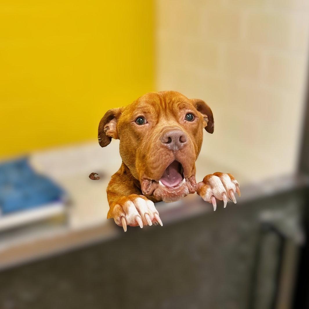 Enlarge Yogi, a Adoptable Pit Bull Terrier in Atlanta, GA image 3/3