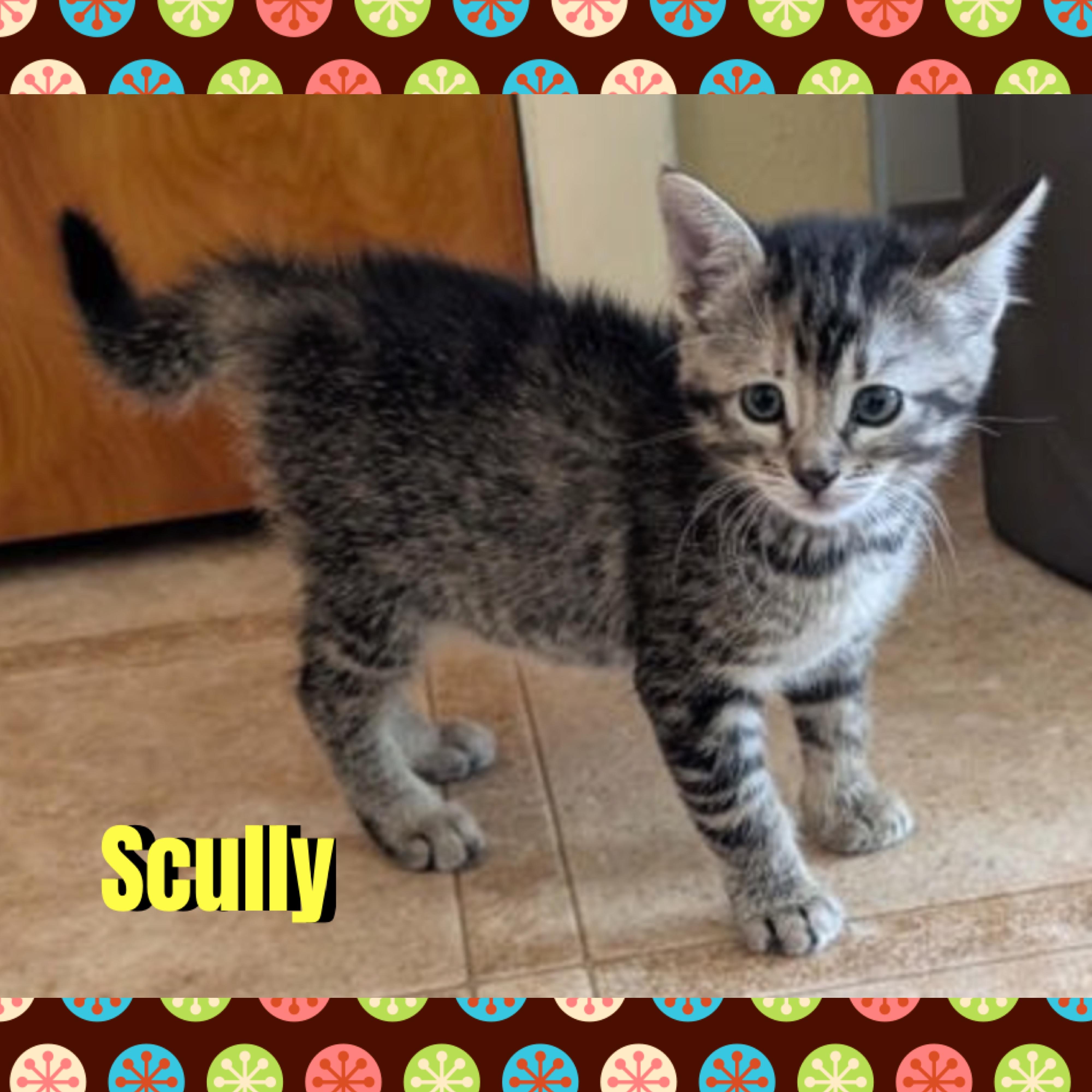 Enlarge Scully, a Adoptable mixed breed in Red Lodge, MT image 2/4