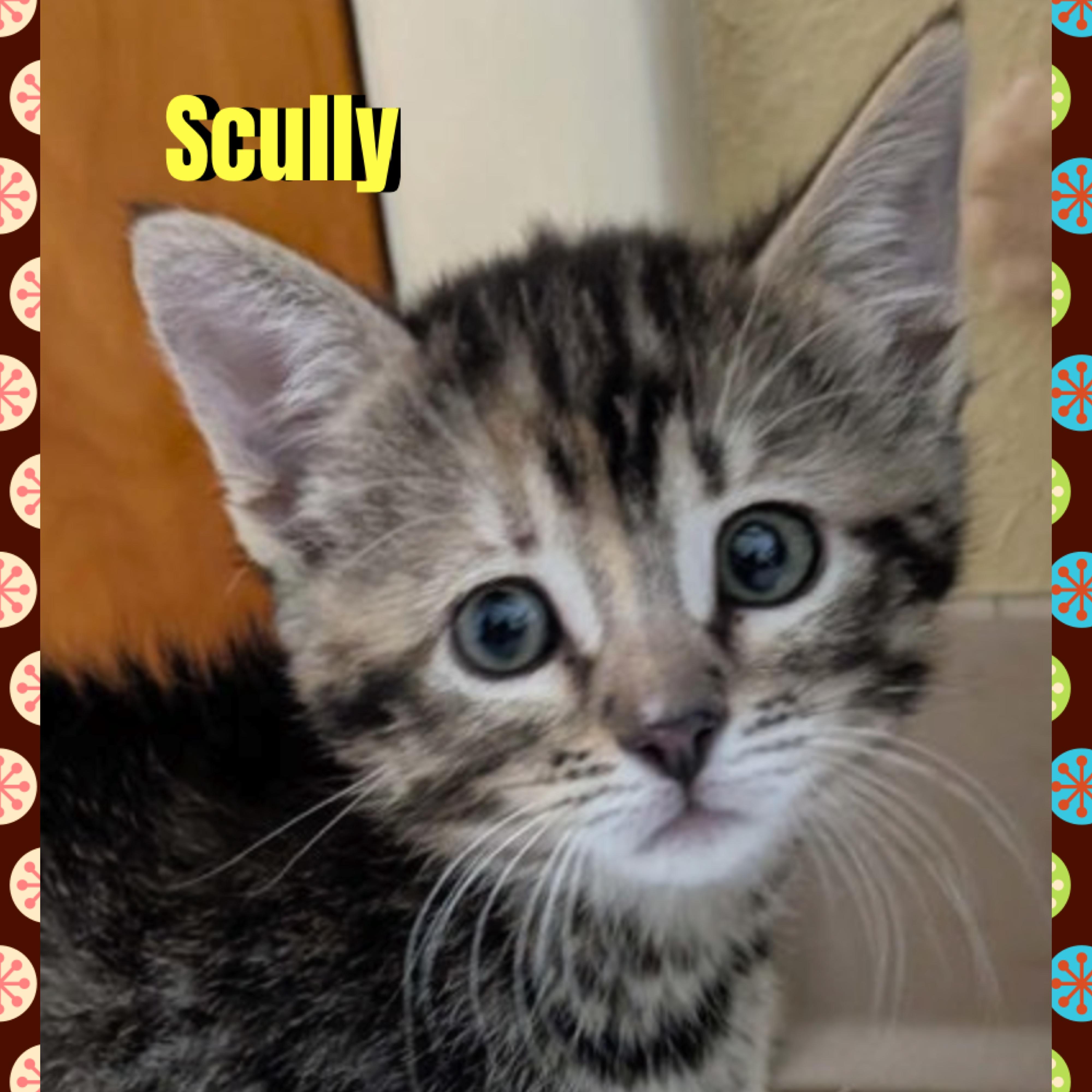 Scully, Adoptable, Kitten Female Domestic Short Hair.