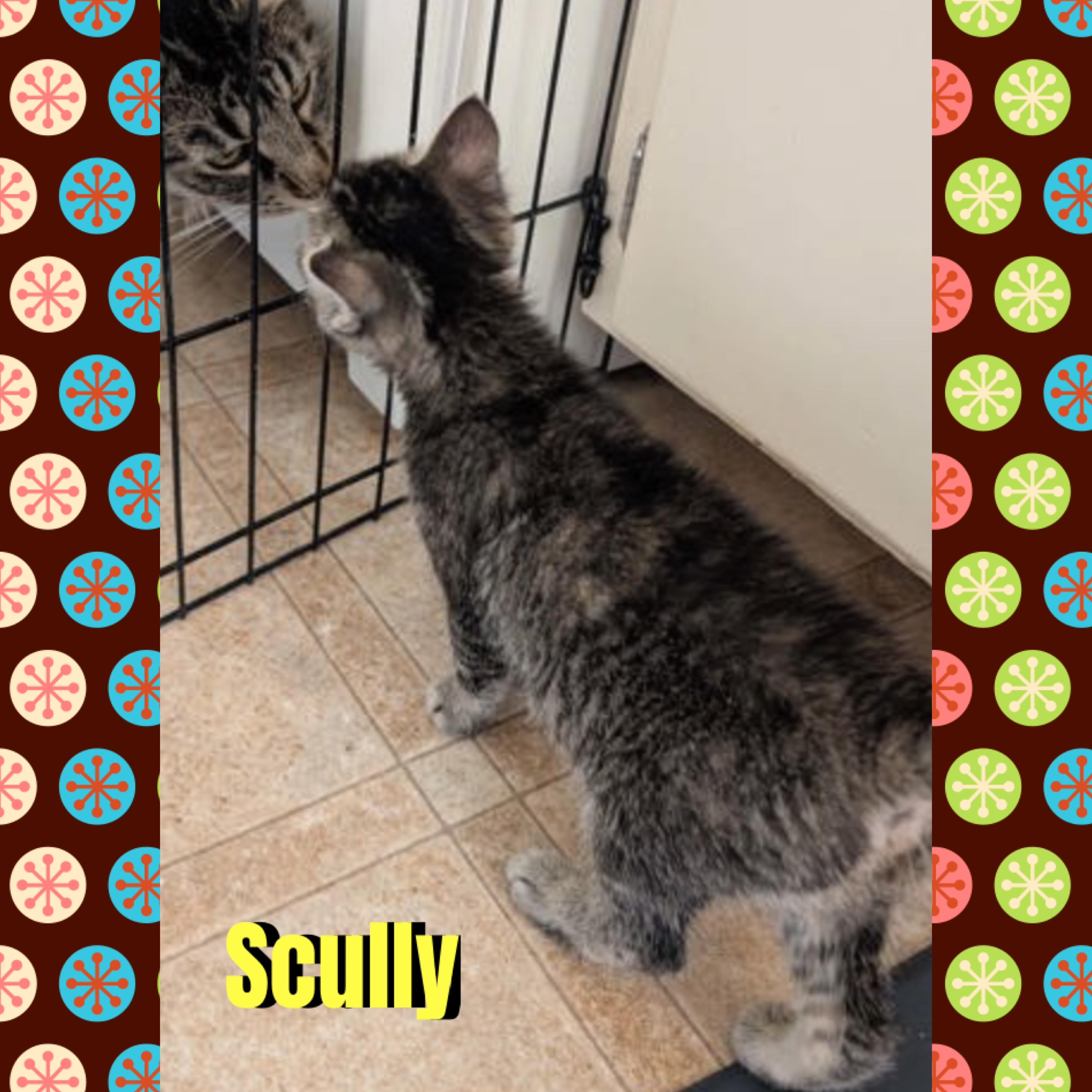 Enlarge Scully, a Adoptable mixed breed in Red Lodge, MT image 4/4