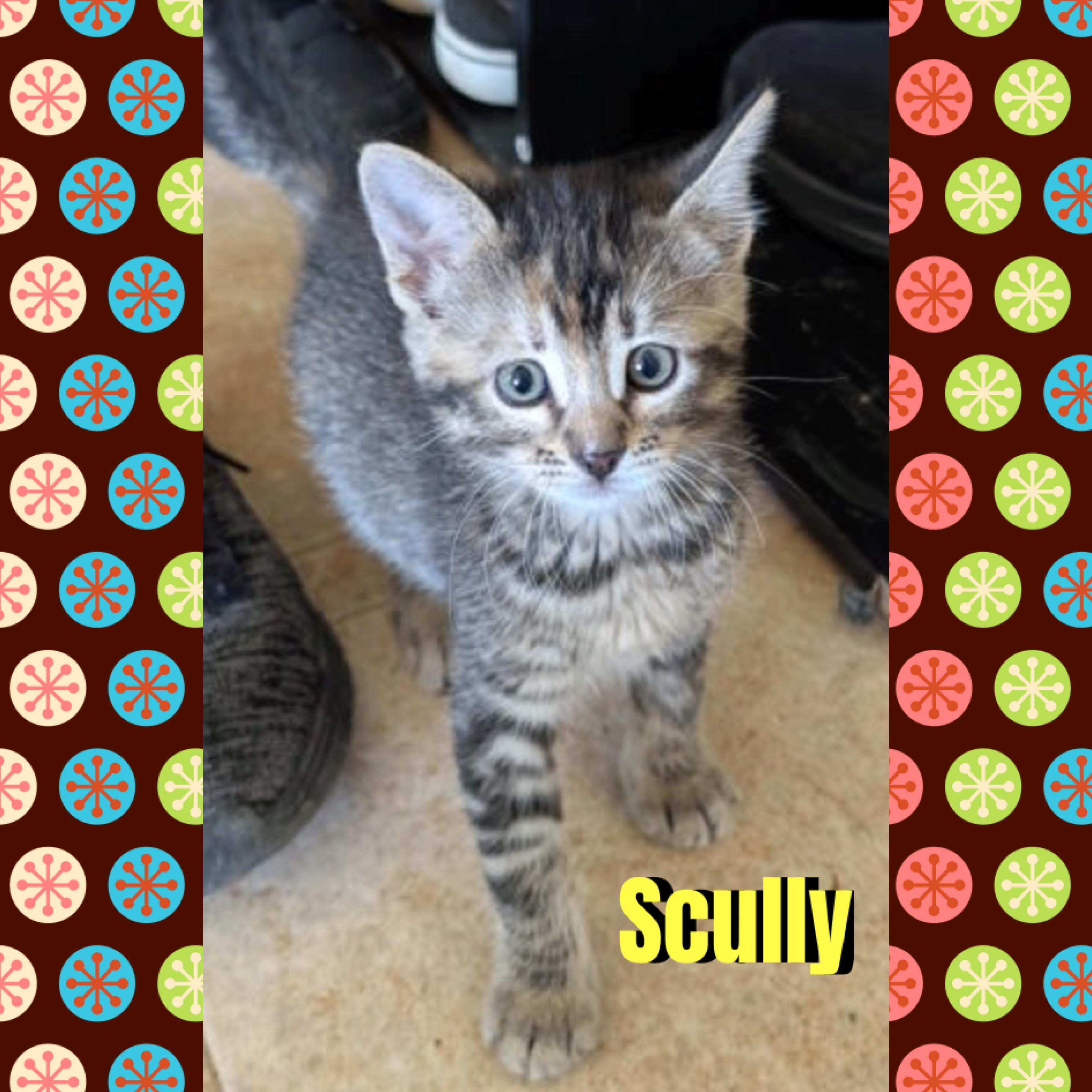 Enlarge Scully, a Adoptable mixed breed in Red Lodge, MT image 3/4