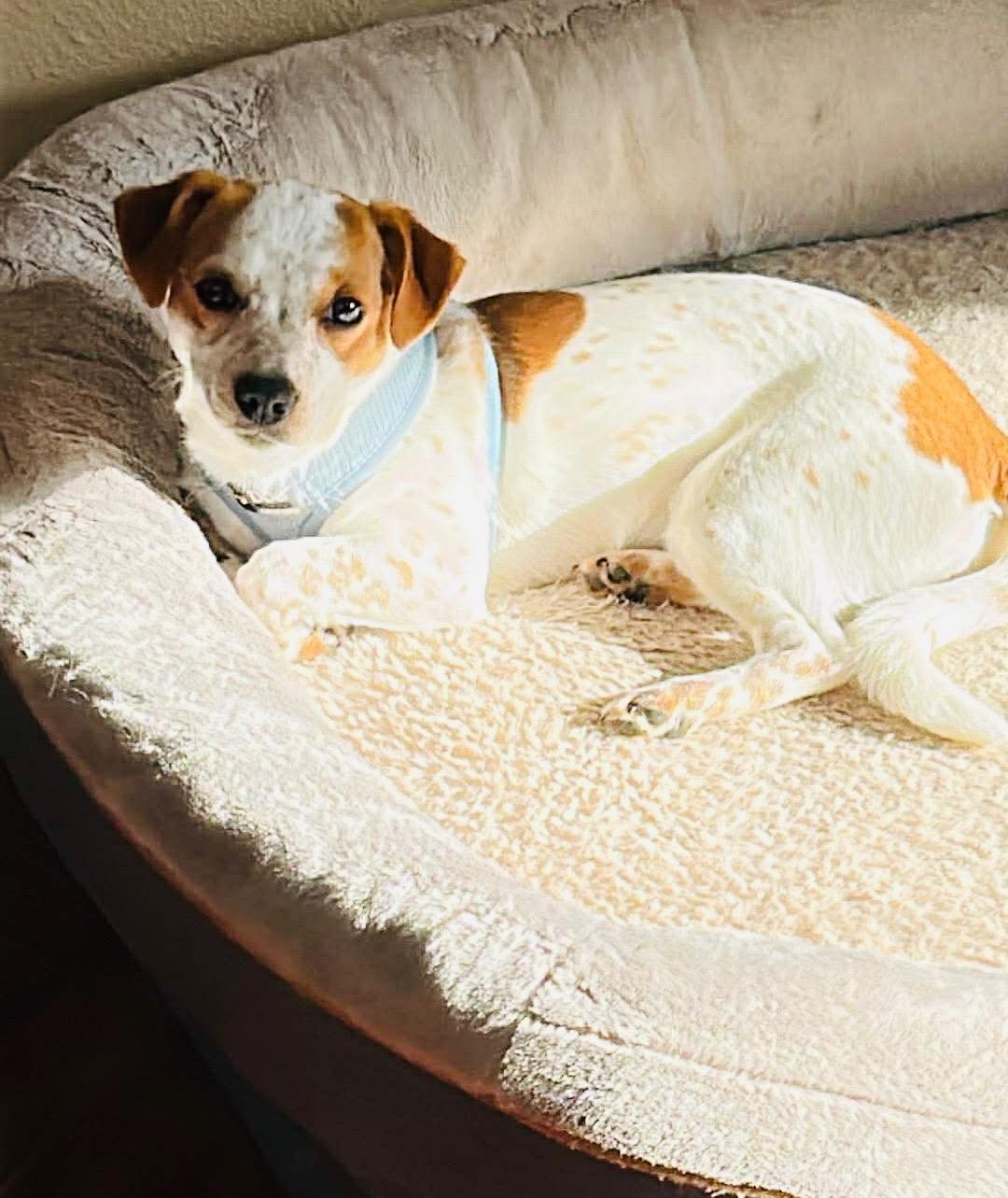 Sweetie, a Adoptable mixed breed in Salem, OR image 5/6