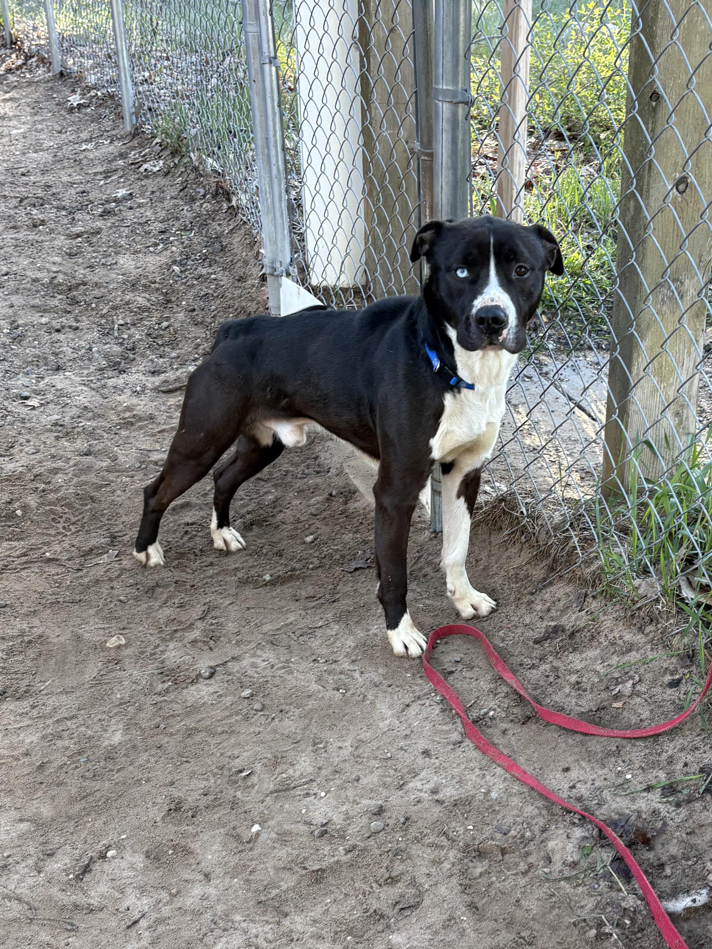 Dickie, ADOPTABLE, Young Male Mixed Breed.
