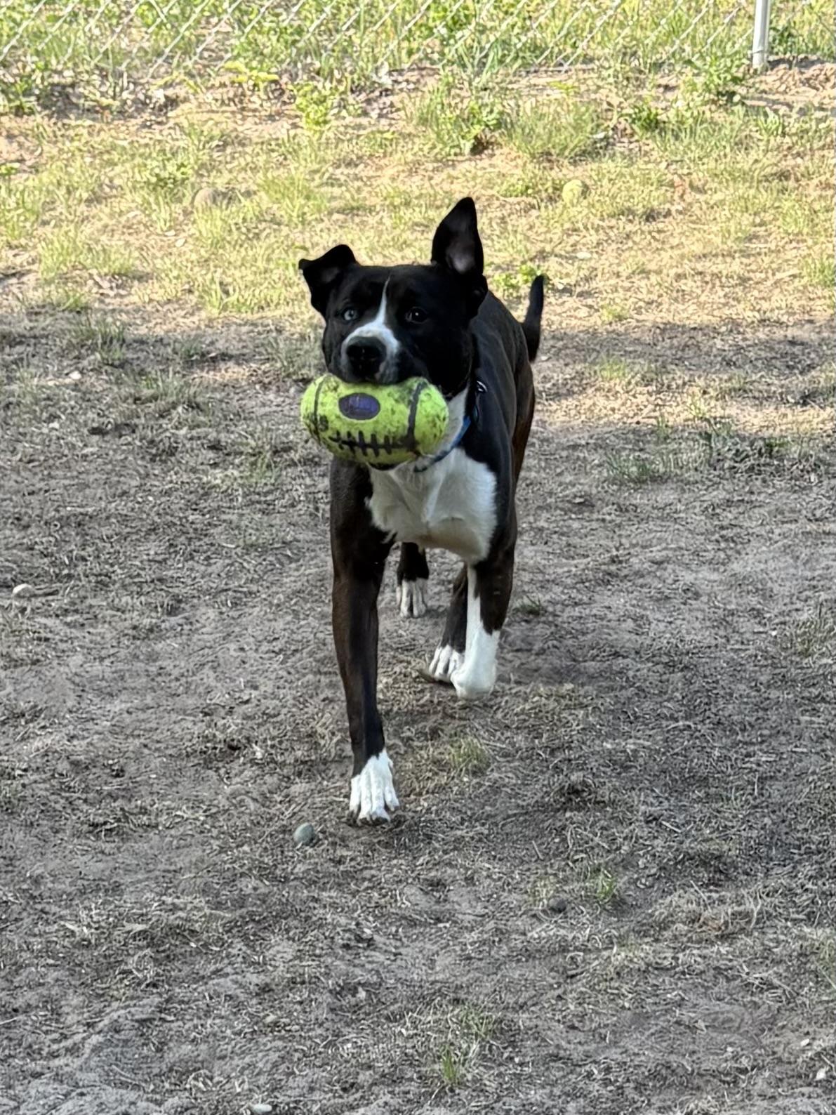 Enlarge Dickie, a ADOPTABLE Mixed Breed in Big Rapids, MI image 5/5
