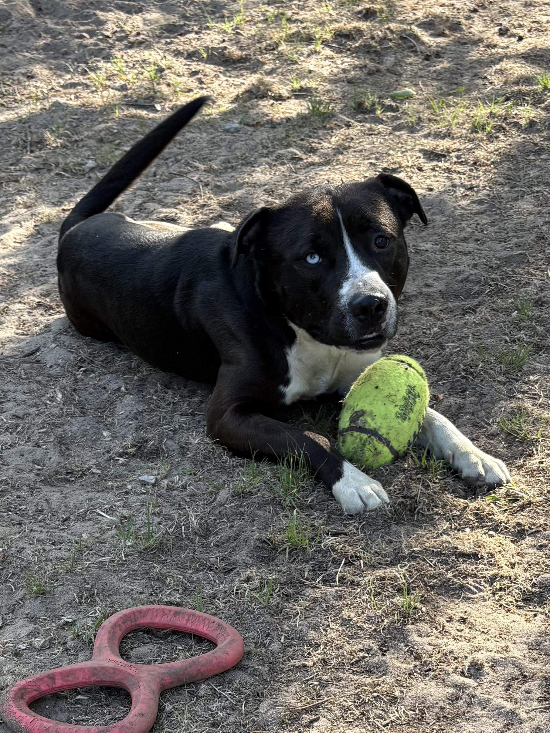 Enlarge Dickie, a ADOPTABLE Mixed Breed in Big Rapids, MI image 1/5