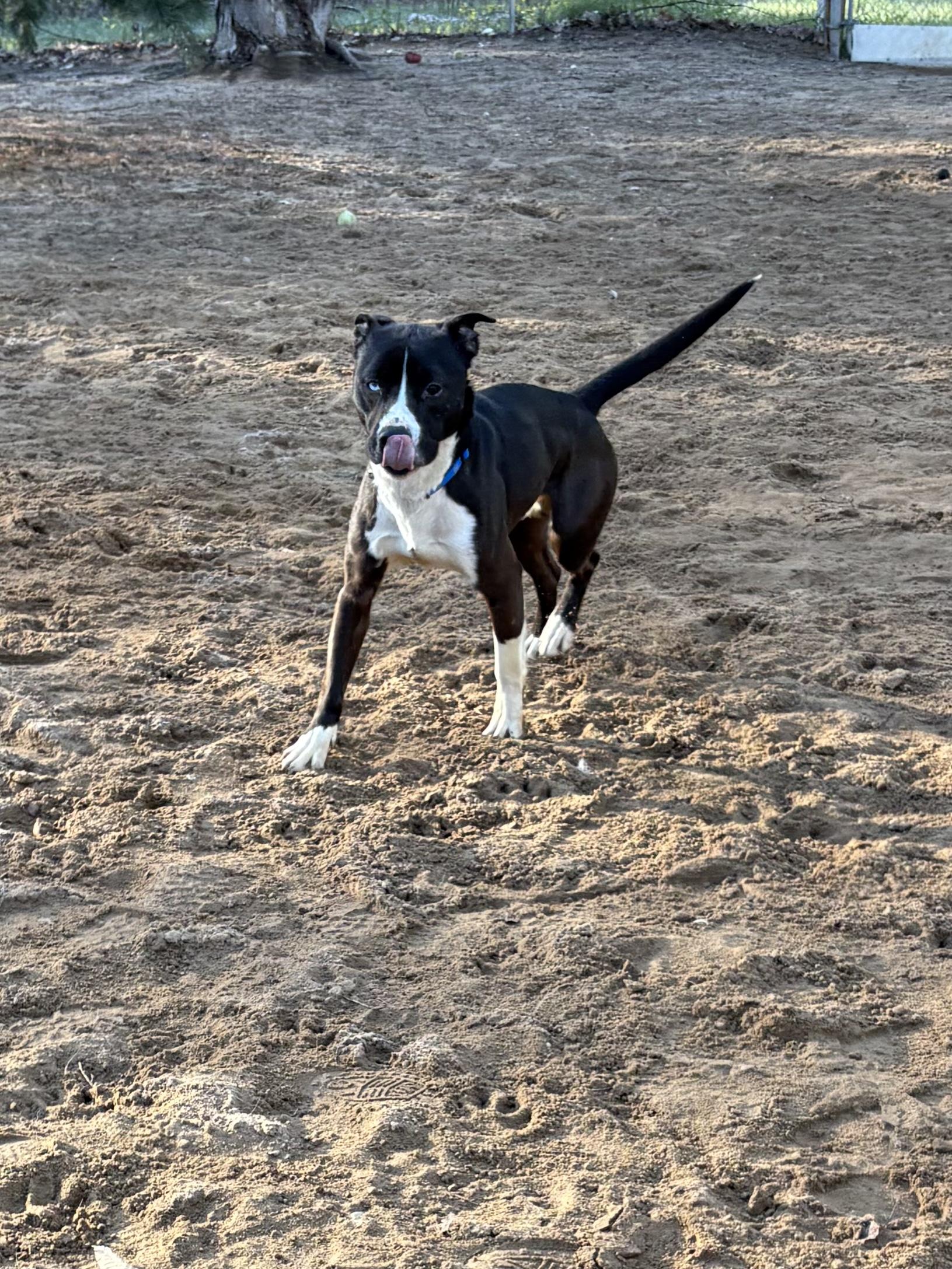 Enlarge Dickie, a ADOPTABLE Mixed Breed in Big Rapids, MI image 2/3