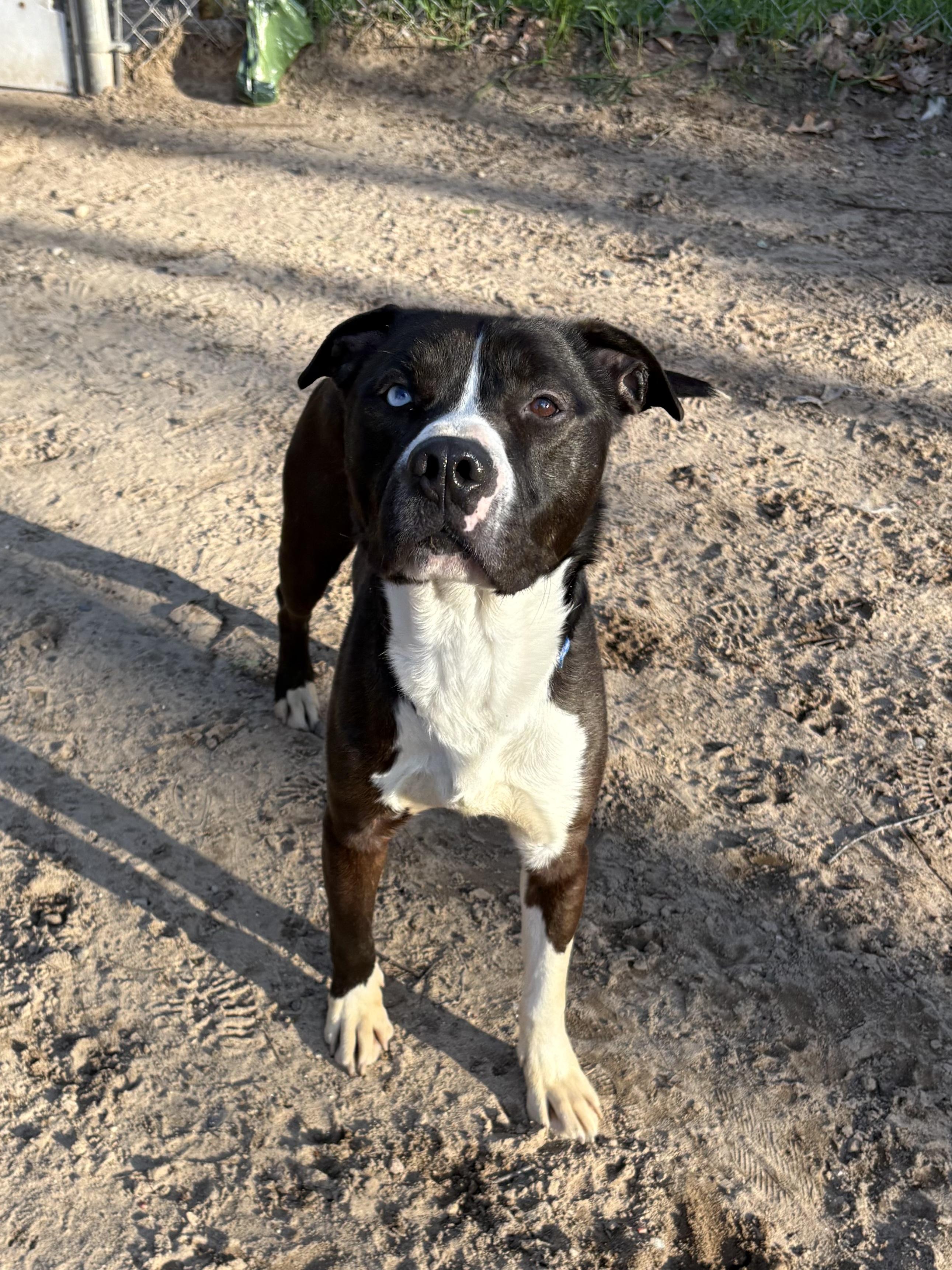 Enlarge Dickie, a ADOPTABLE Mixed Breed in Big Rapids, MI image 3/3