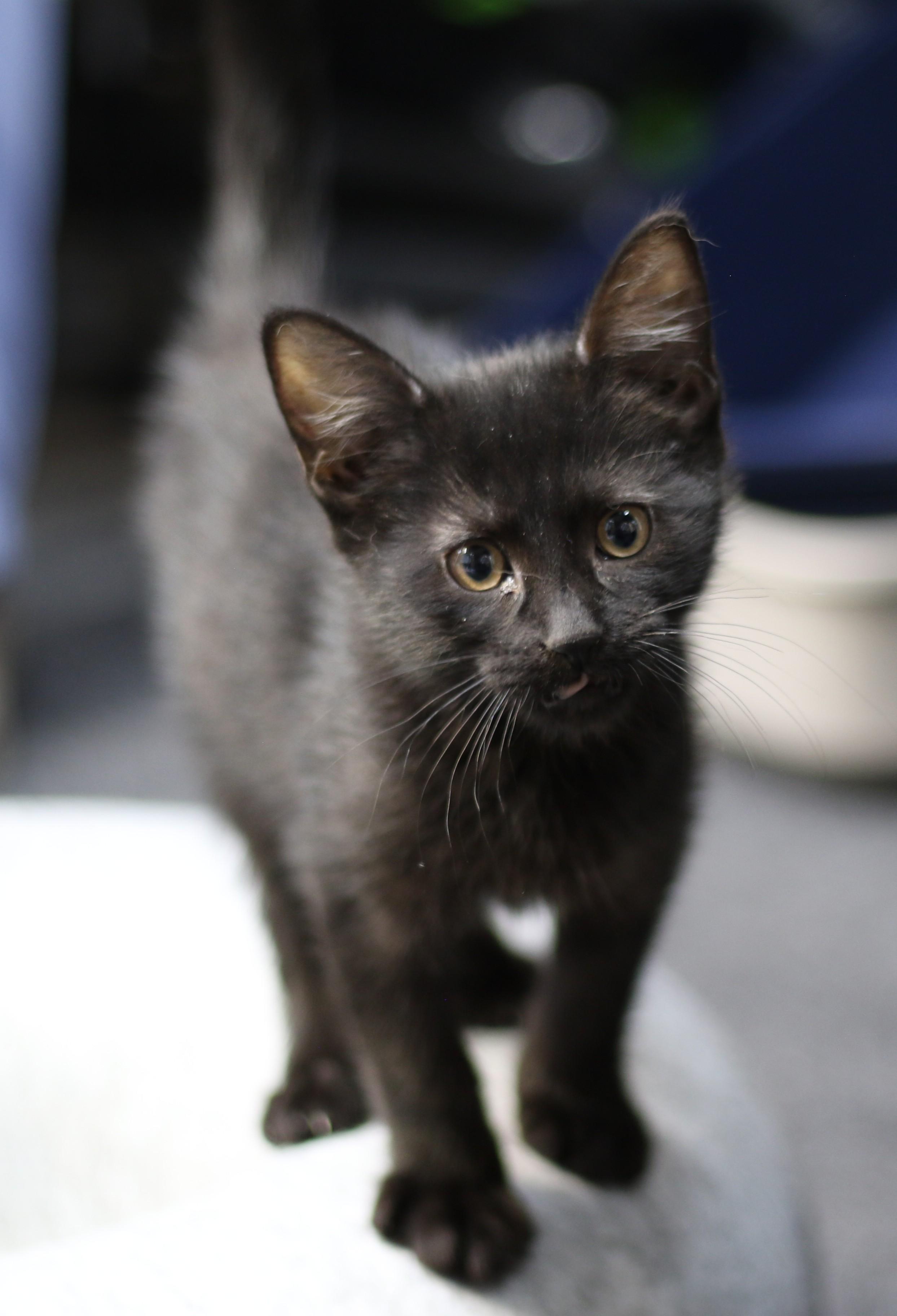 Benjamin, an adoptable Domestic Short Hair in Cut Bank, MT, 59427 | Photo Image 2