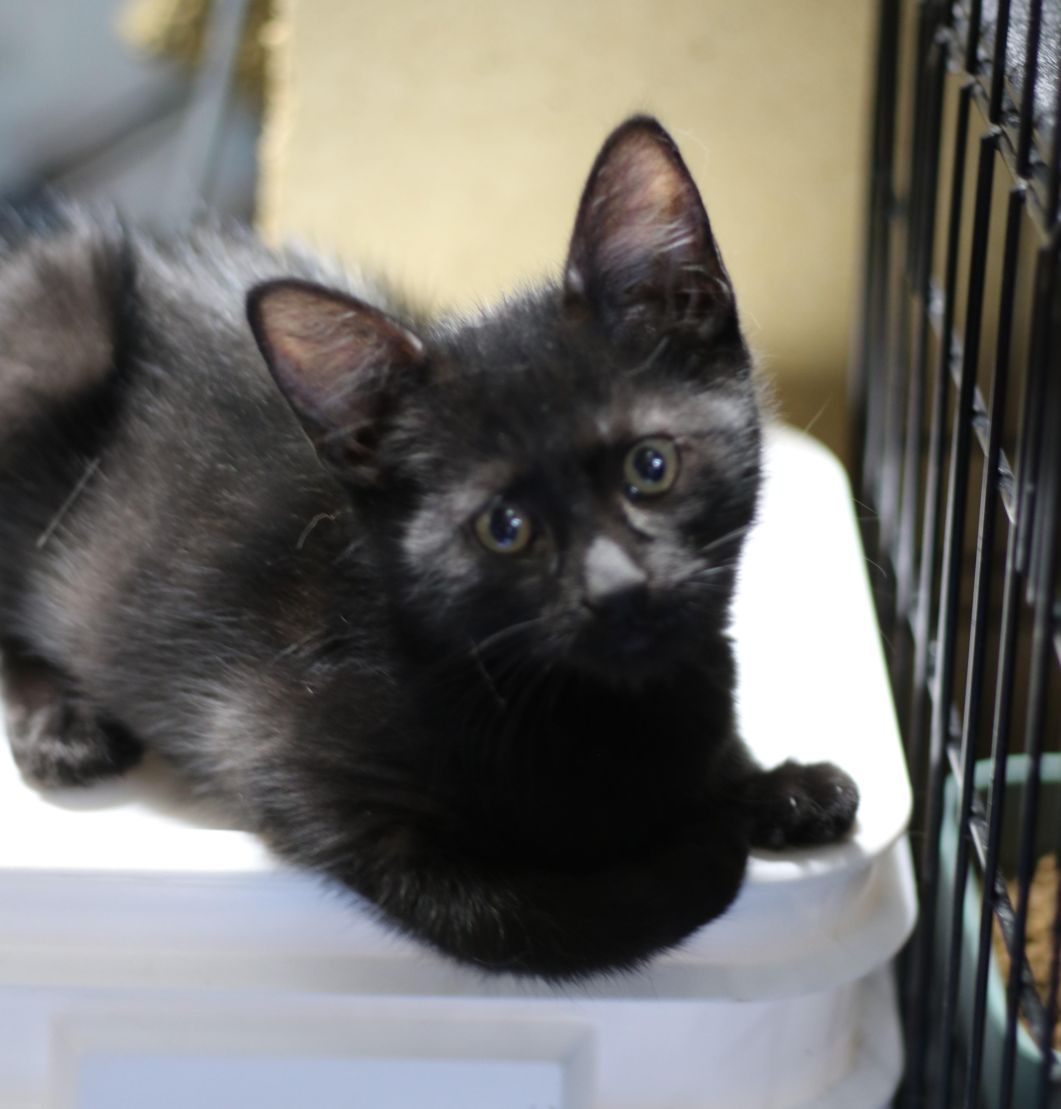 Benjamin, an adoptable Domestic Short Hair in Cut Bank, MT, 59427 | Photo Image 3