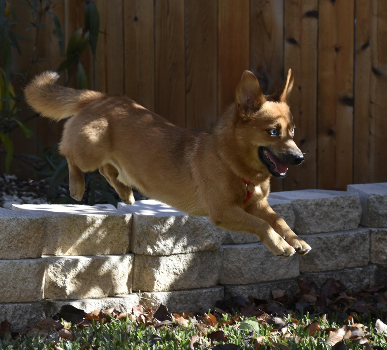 Everett, an adopted mixed breed in Georgetown, TX image 2/6