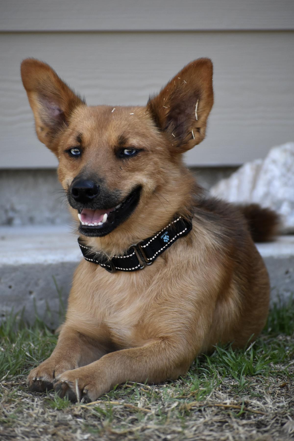 Everett, an adopted mixed breed in Georgetown, TX image 6/6