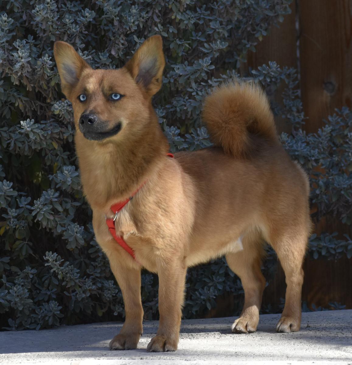Everett, an adopted mixed breed in Georgetown, TX image 4/6