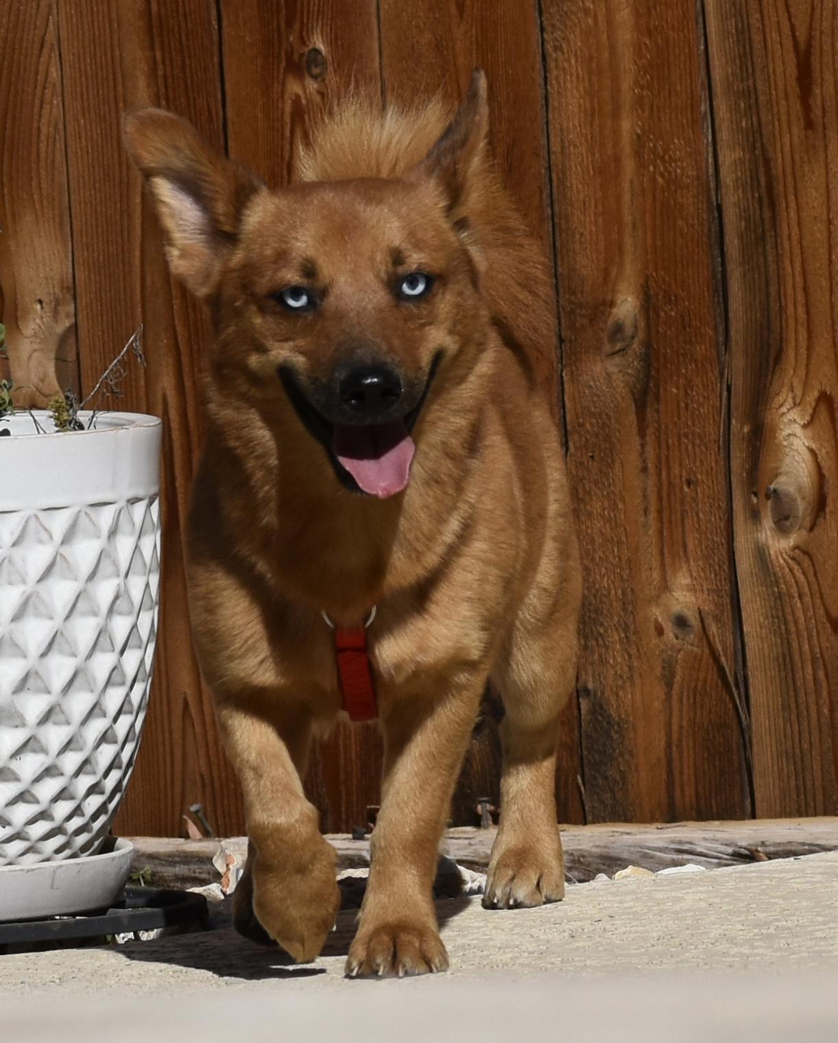 Everett, an adopted mixed breed in Georgetown, TX image 3/6