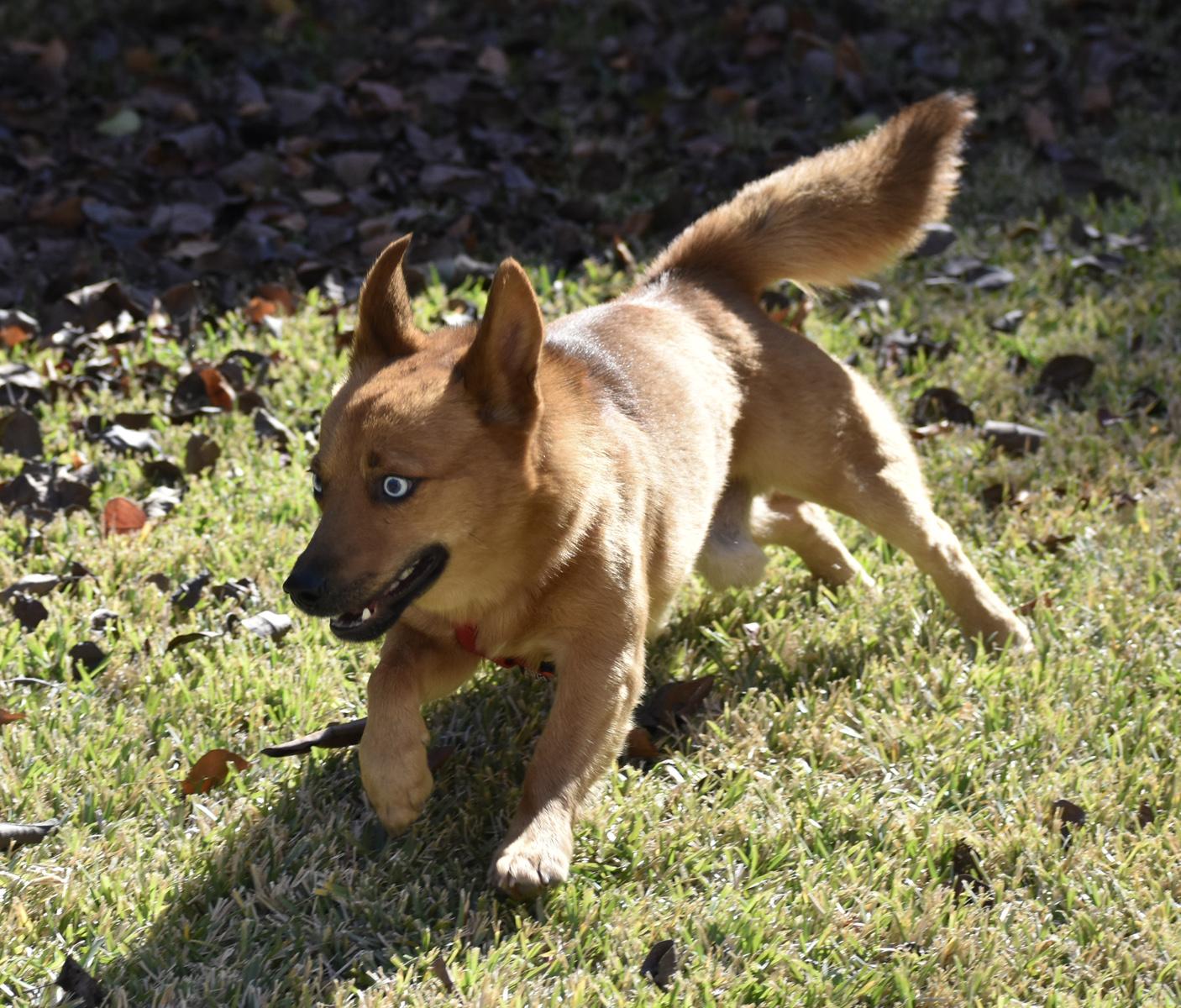 Everett, an adopted mixed breed in Georgetown, TX image 5/6