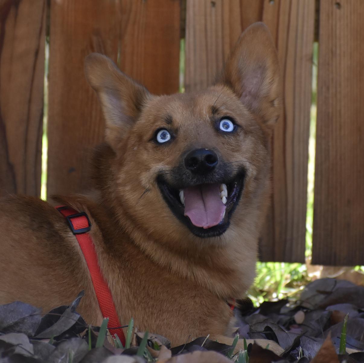 Everett, an adopted mixed breed in Georgetown, TX image 1/6