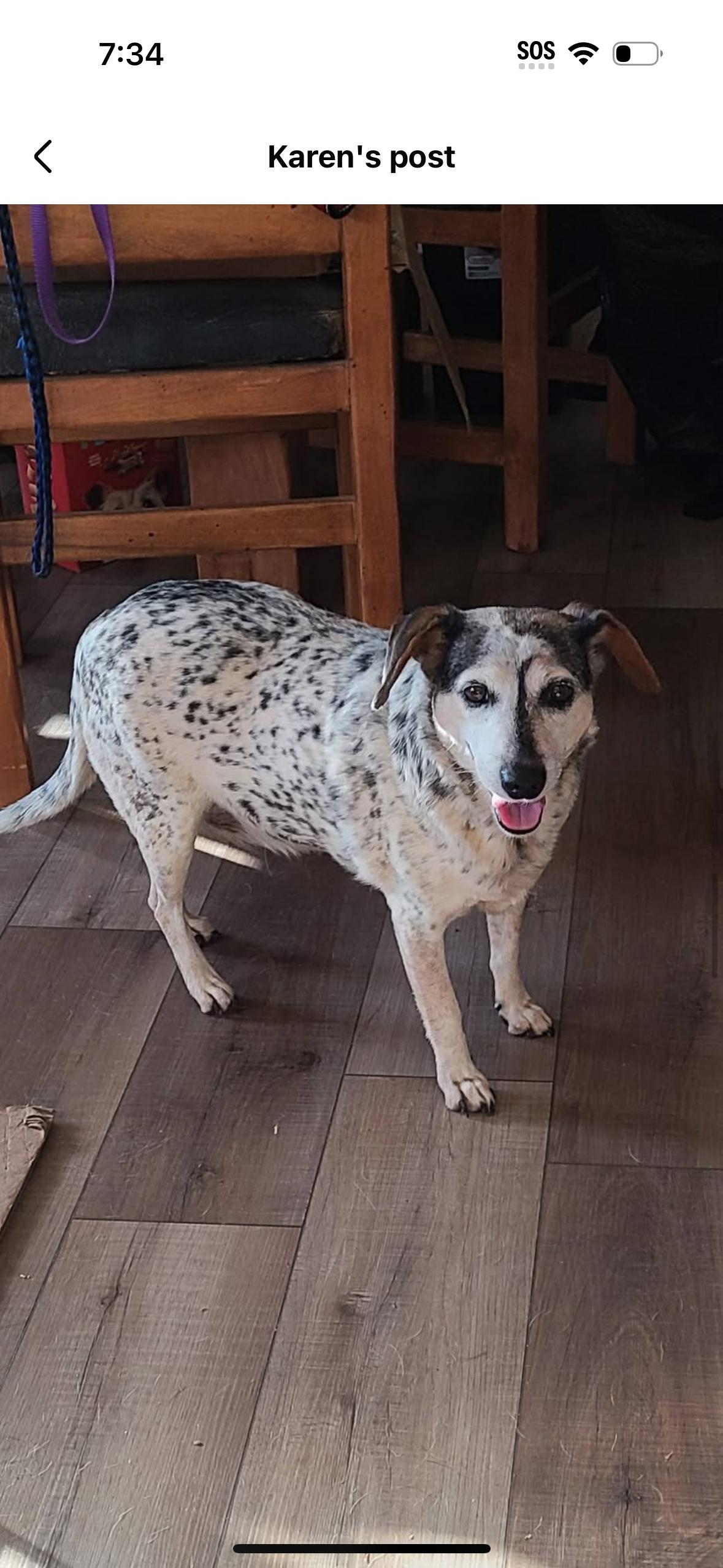 Enlarge Beetle , a ADOPTABLE mixed breed in Pelzer, SC image 1/1