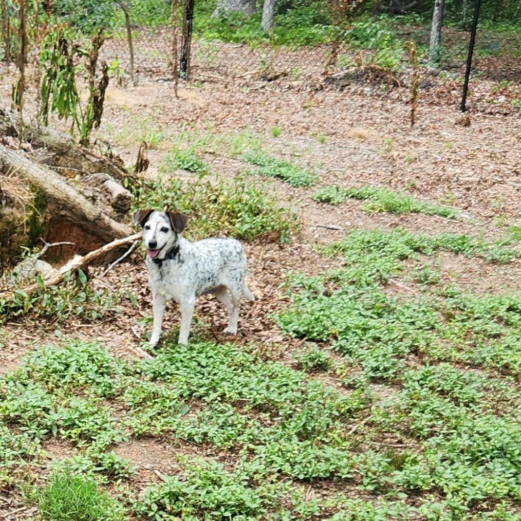 Beetle , a ADOPTABLE mixed breed in Pelzer, SC image 4/5