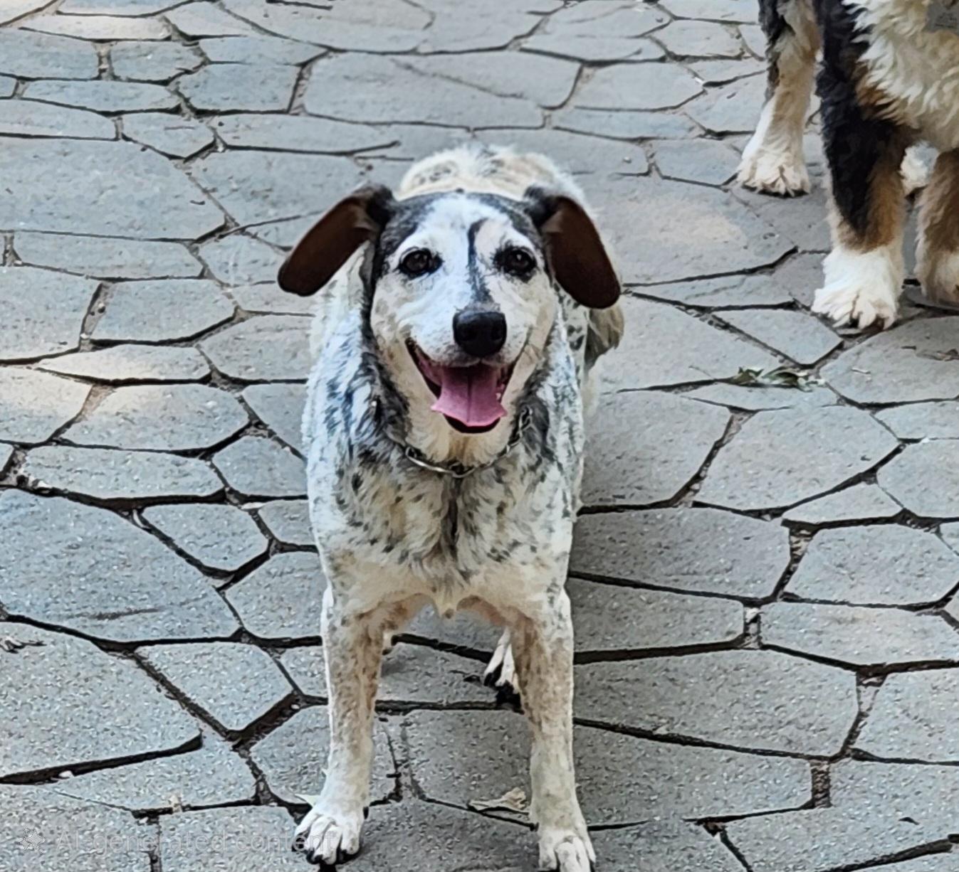 Beetle , a ADOPTABLE mixed breed in Pelzer, SC image 3/5
