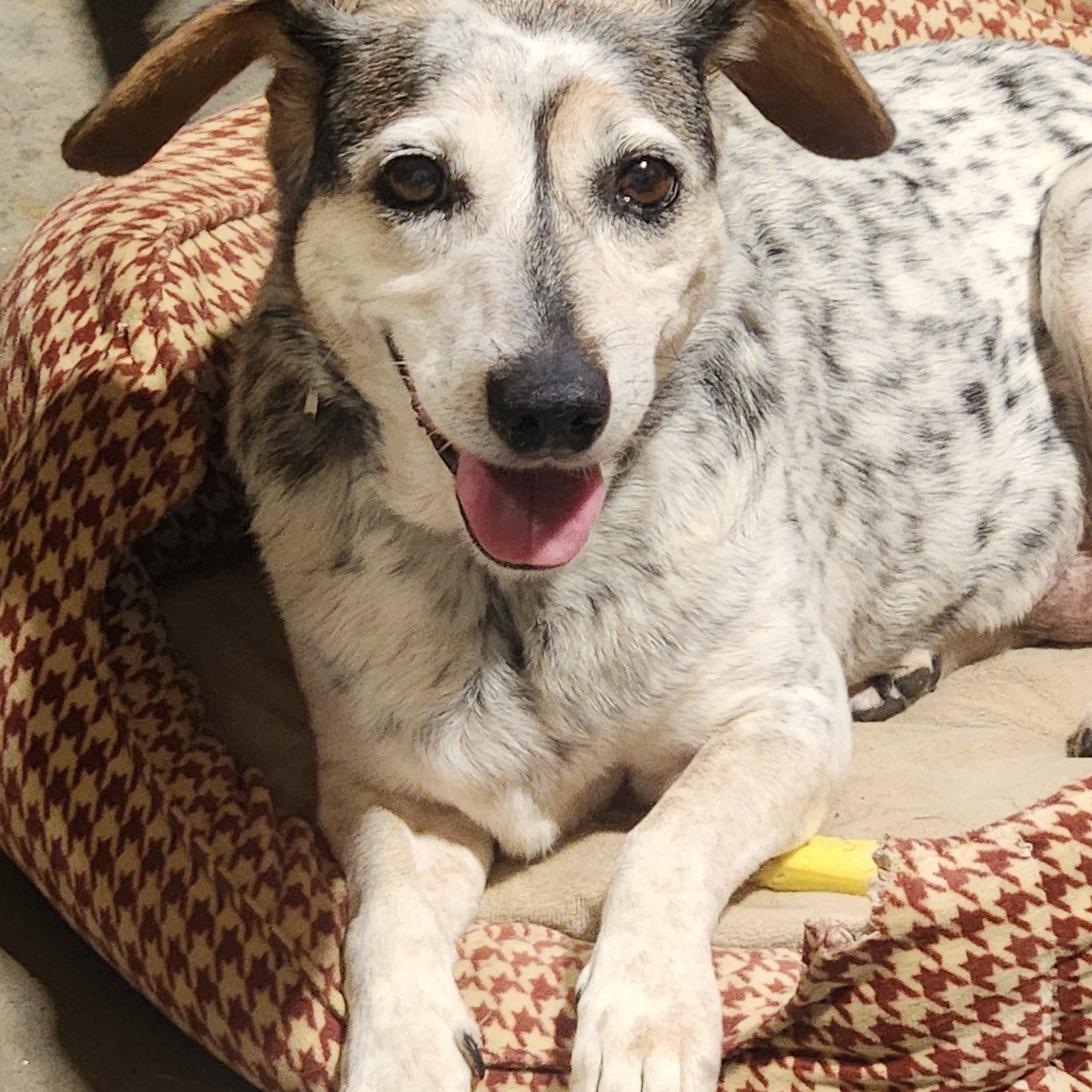 Beetle , a ADOPTABLE mixed breed in Pelzer, SC image 5/5