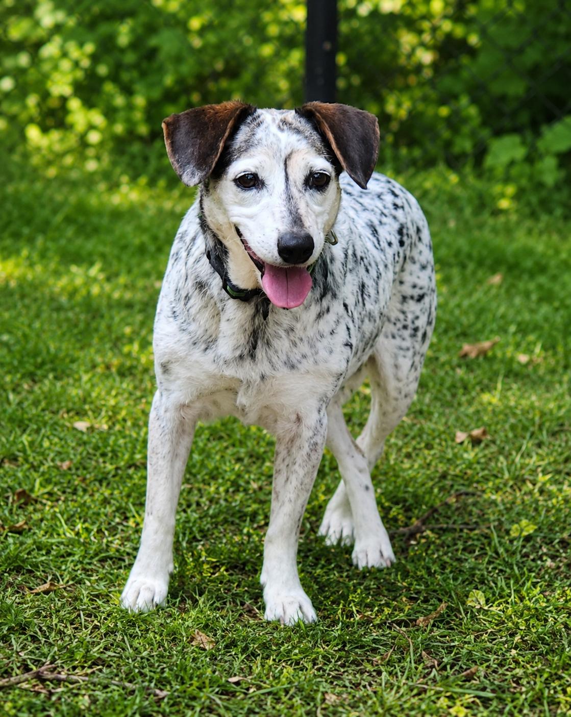 Beetle , a ADOPTABLE mixed breed in Pelzer, SC image 1/5