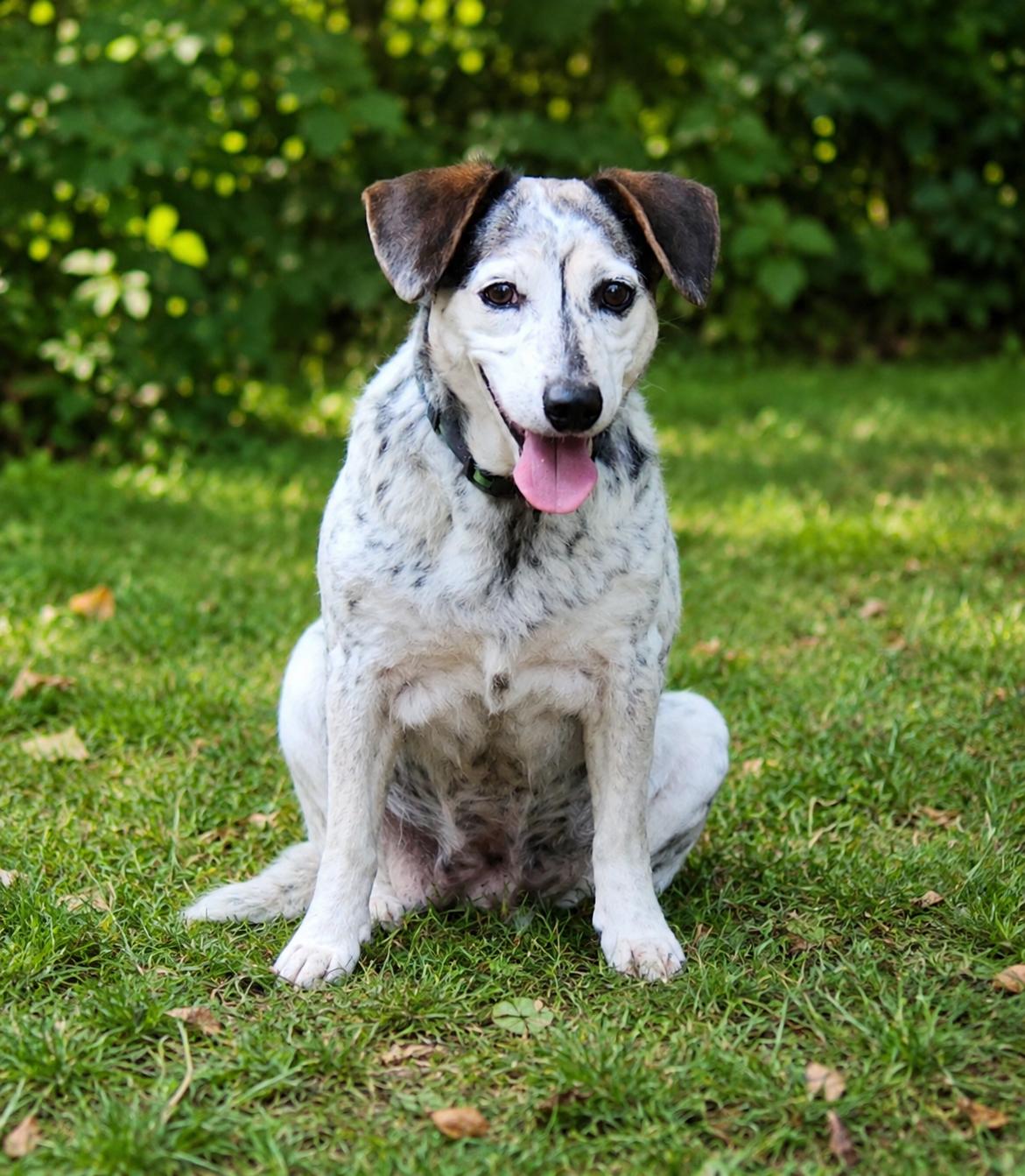 Beetle , a ADOPTABLE mixed breed in Pelzer, SC image 2/5