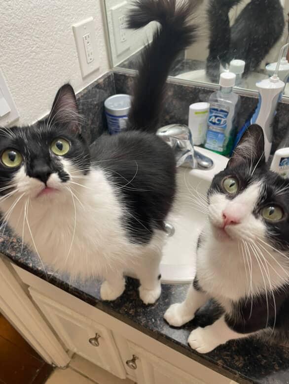 Sabine & Delphine (bonded pair), Adoptable, Adult Female Domestic Medium Hair.