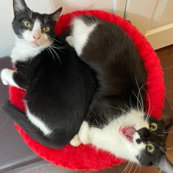 Enlarge Sabine & Delphine (bonded pair), a Adoptable Domestic Medium Hair in Los Angeles, CA image 2/6