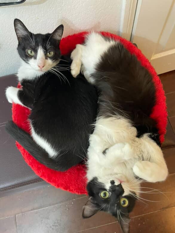 Enlarge Sabine & Delphine (bonded pair), a Adoptable Domestic Medium Hair in Los Angeles, CA image 3/6