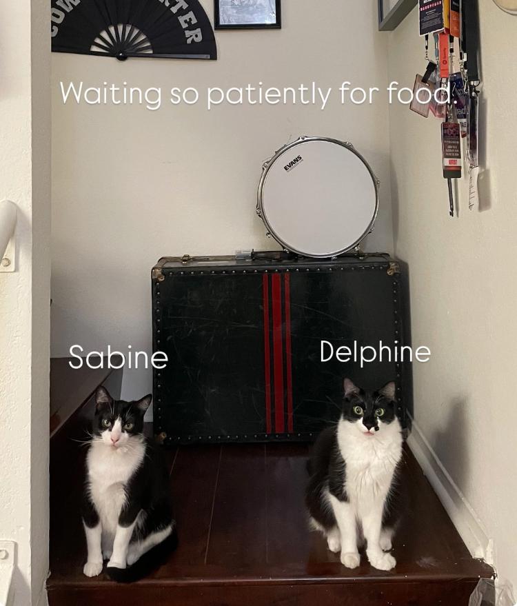 Enlarge Sabine & Delphine (bonded pair), a Adoptable Domestic Medium Hair in Los Angeles, CA image 4/6