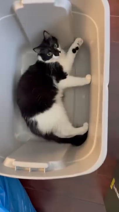 Enlarge Sabine & Delphine (bonded pair), a Adoptable Domestic Medium Hair in Los Angeles, CA video 5/6